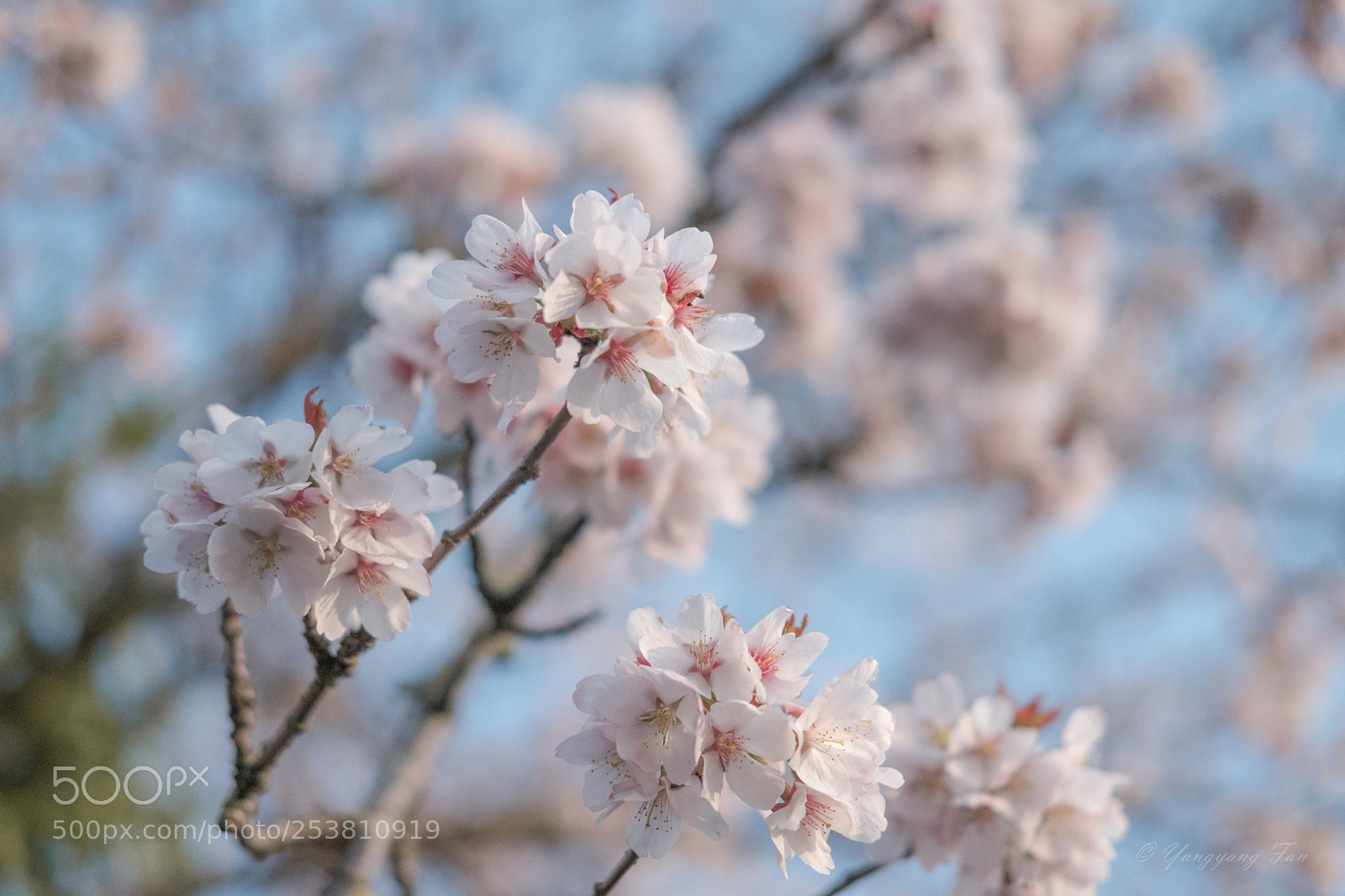 Fujifilm X-T20 sample photo. Cherry blossoms photography
