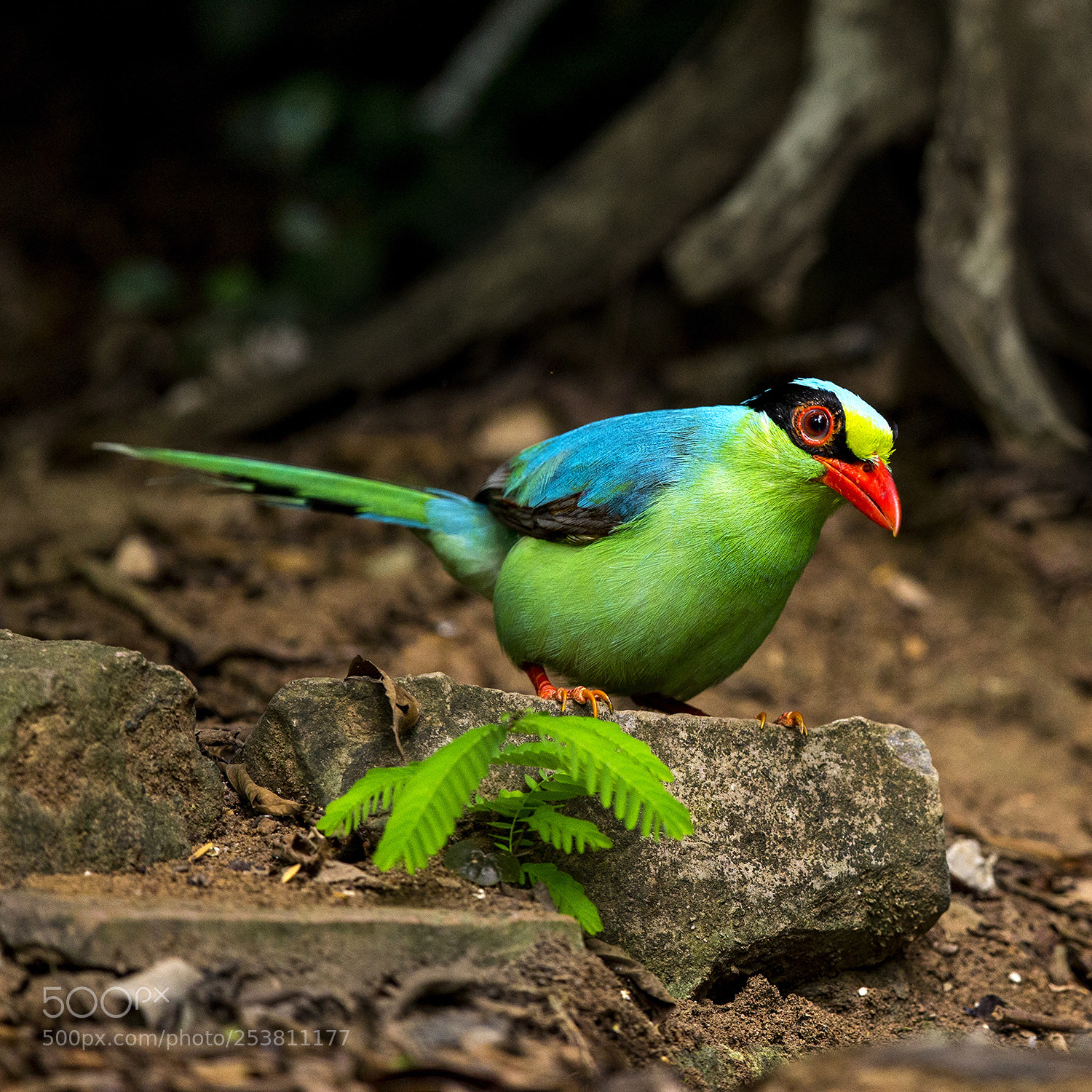 Canon EOS-1D X sample photo. Thailand 2014 photography