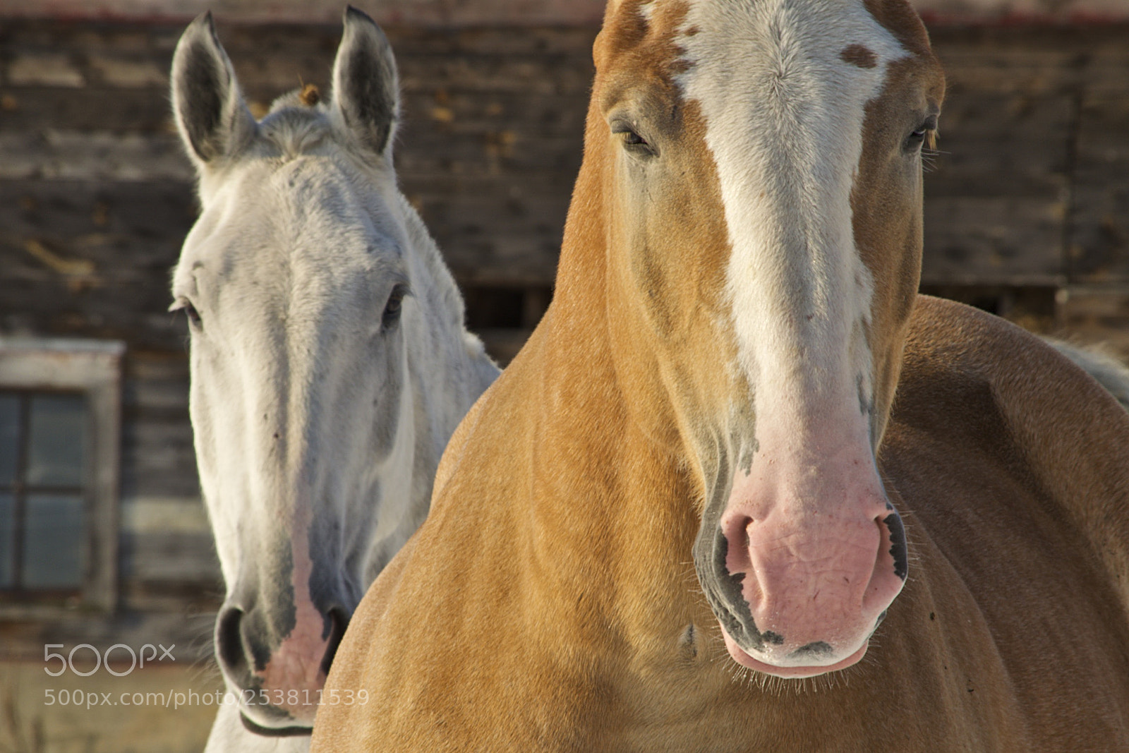 Nikon D5100 sample photo. Quite a team photography