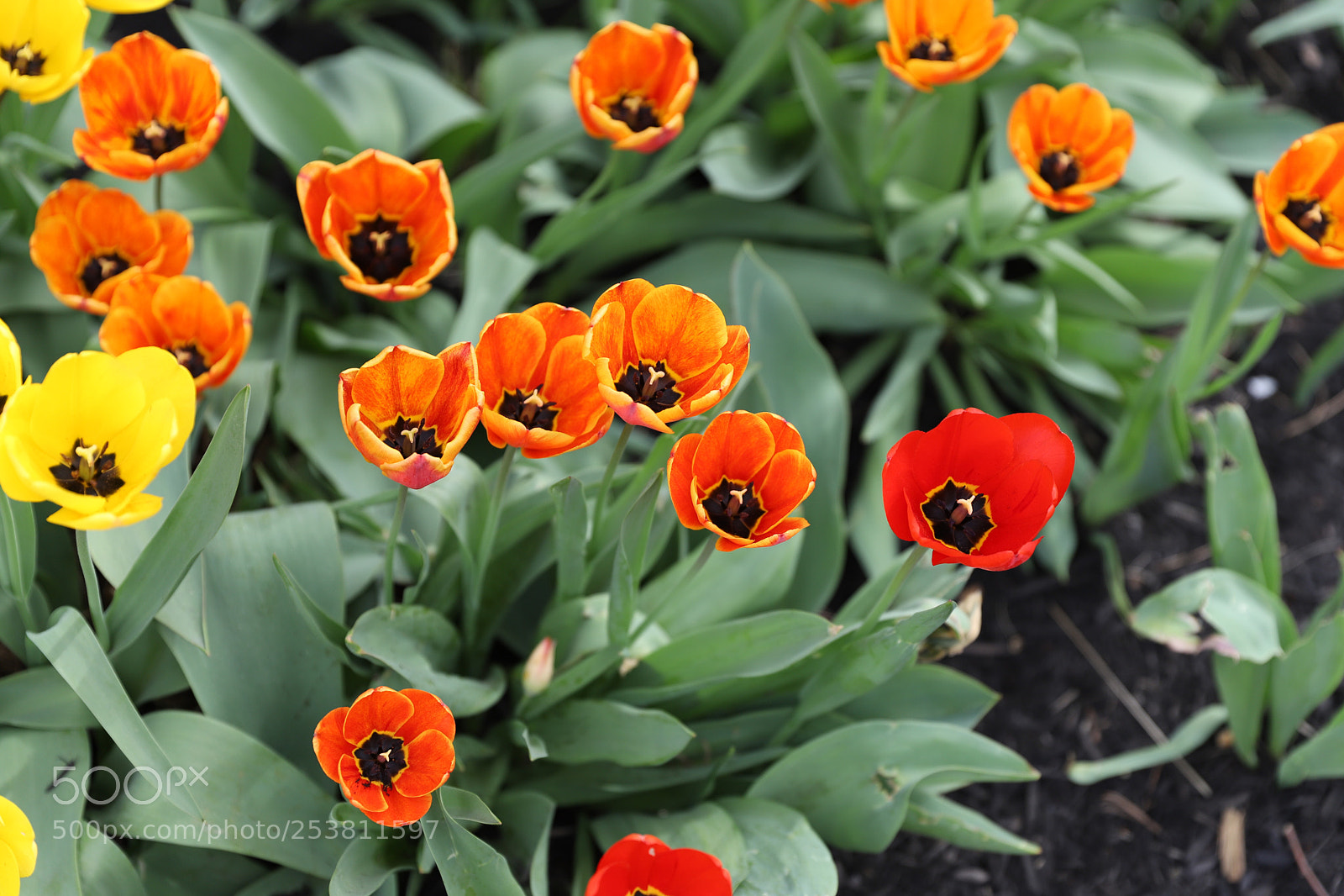 Canon EOS 6D Mark II sample photo. Signs of spring...tulips photography