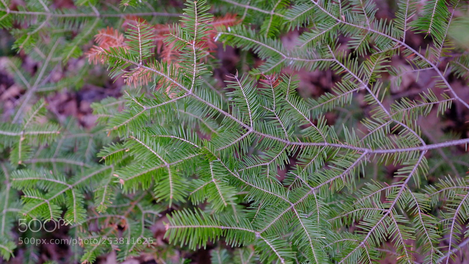 Fujifilm GFX 50S sample photo. Spring green photography