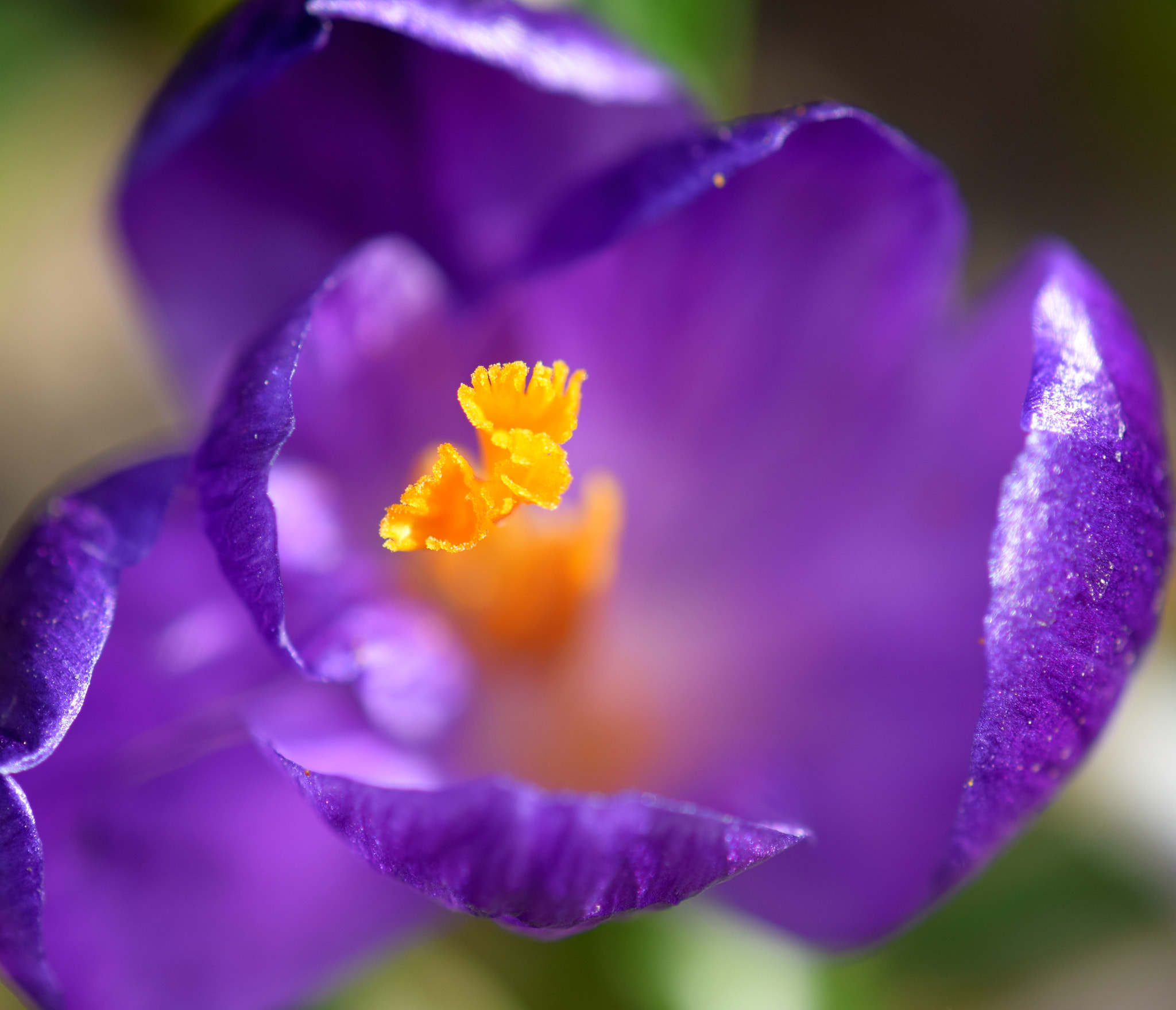 Nikon AF-S DX Micro-Nikkor 85mm F3.5G ED VR sample photo. Details photography