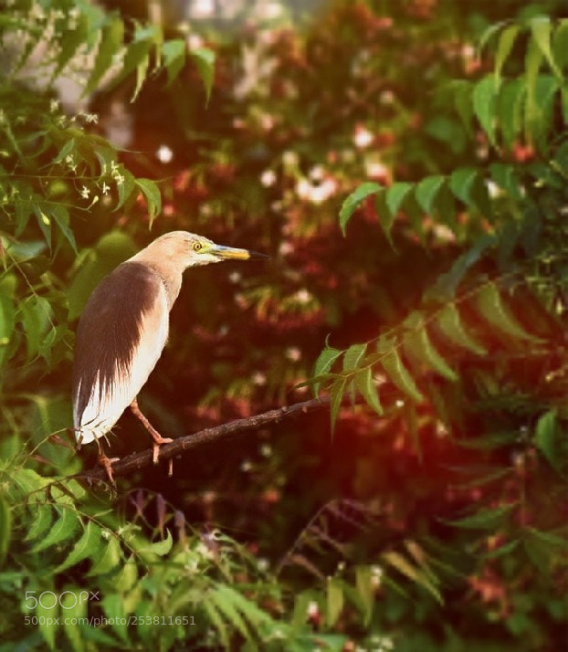 Nikon D5300 sample photo. Heron.. photography