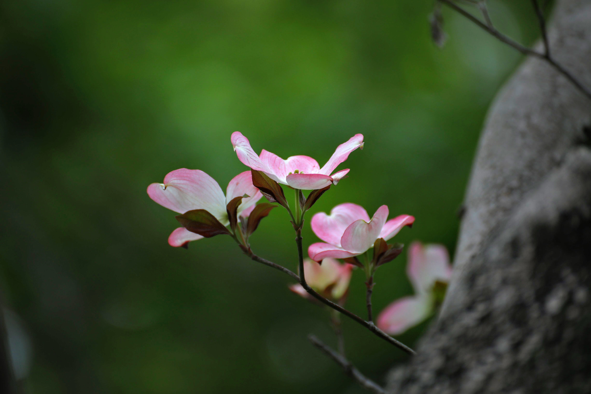 Canon EF 300mm F2.8L IS II USM sample photo. やさしく photography