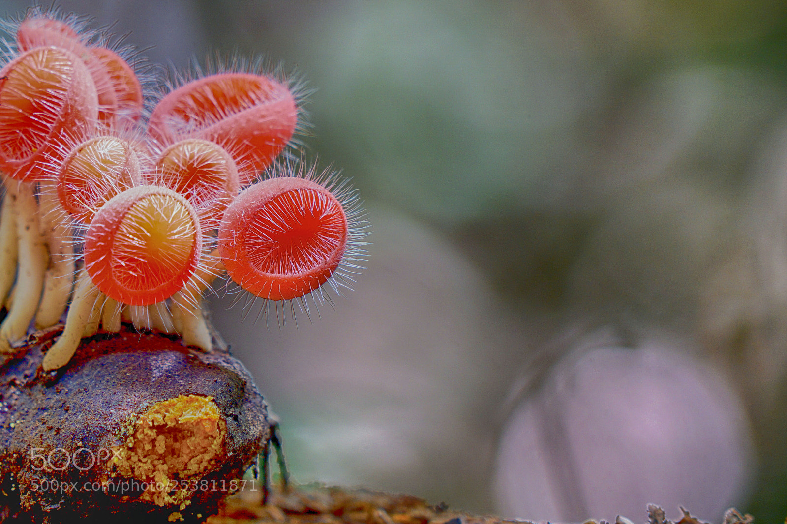 Sony a6000 sample photo. Cup fungus captured in photography