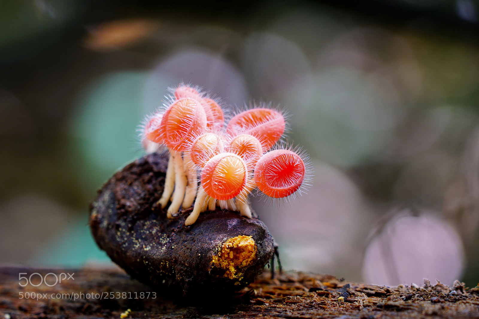 Sony a6000 sample photo. Cup fungus captured in photography