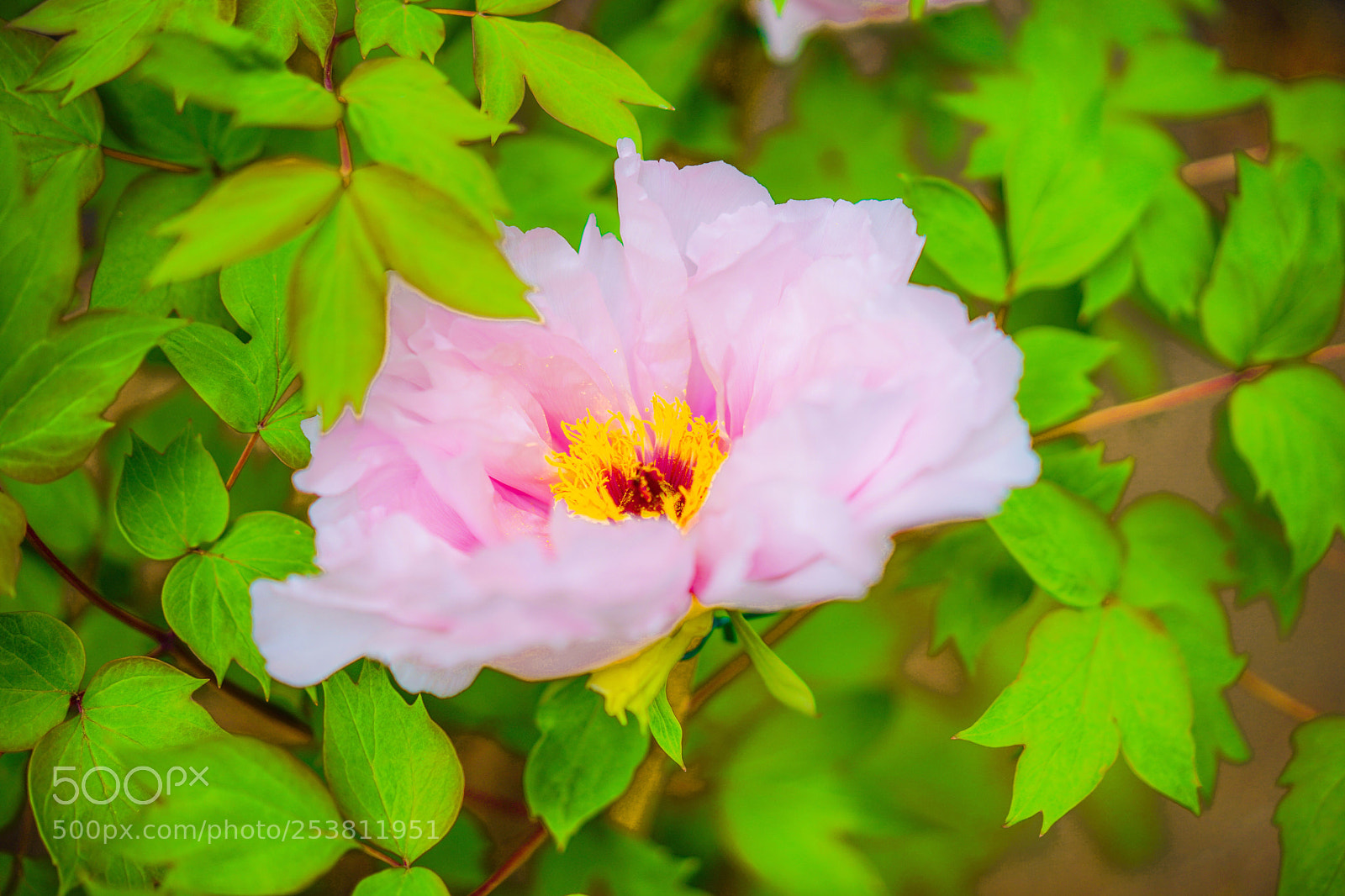 Sony a7 III sample photo. Rose in spring in photography