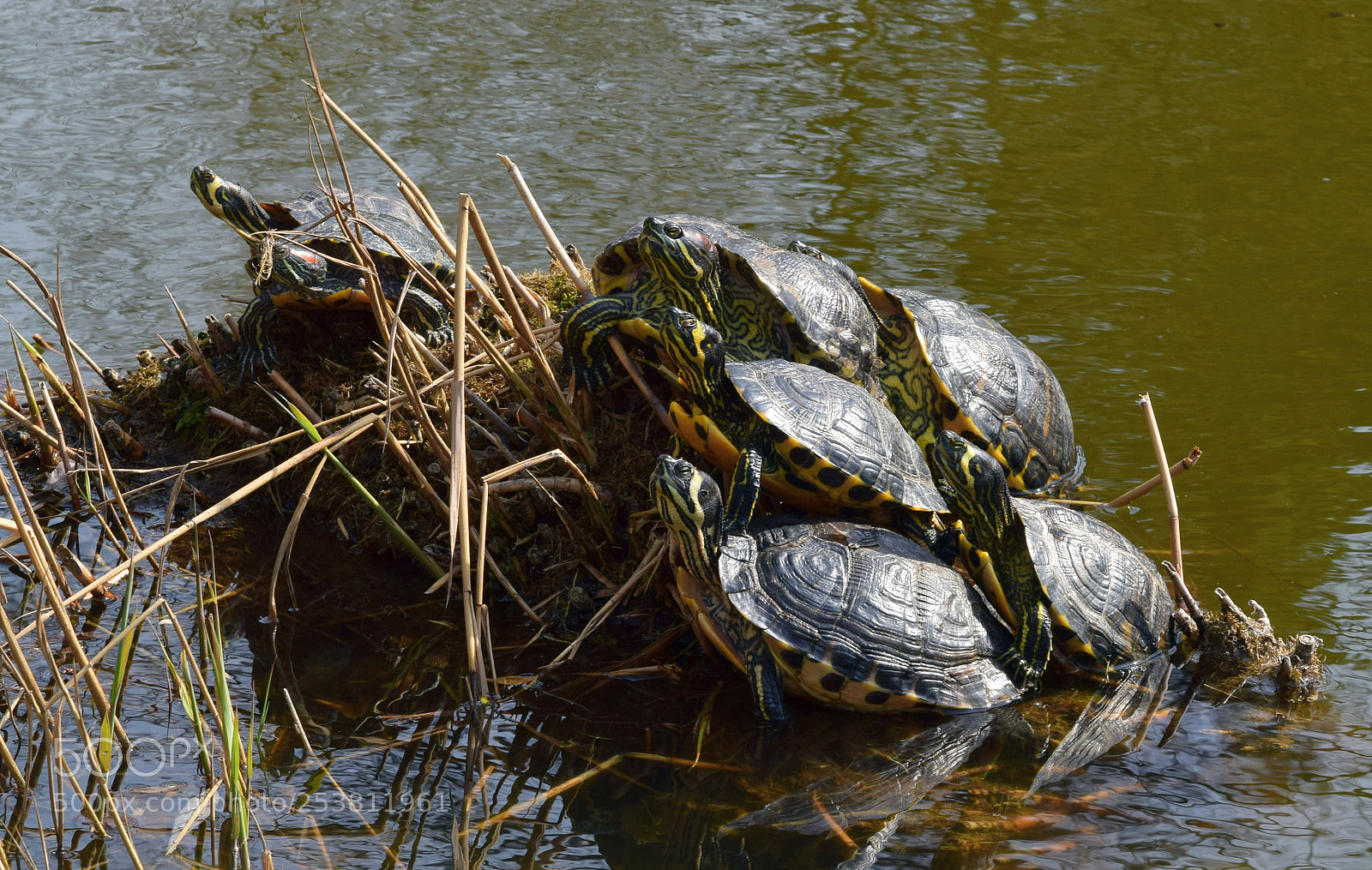 Nikon D3300 sample photo. Turtles photography