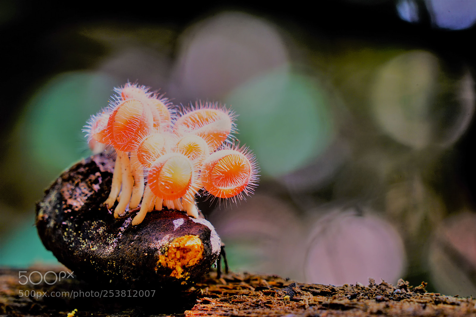 Sony a6000 sample photo. Cup fungus captured in photography