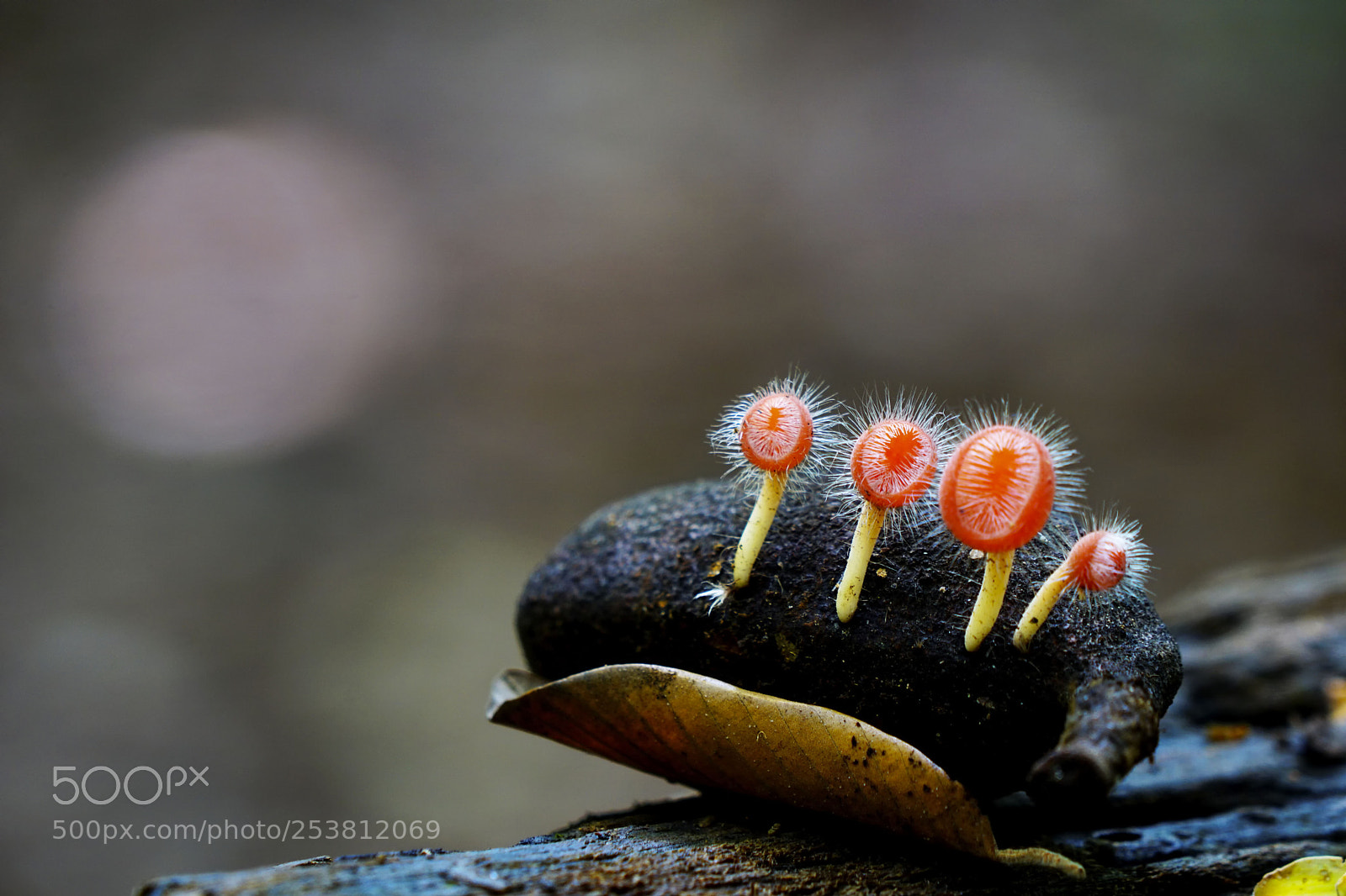 Sony a6000 sample photo. Cup fungus captured in photography