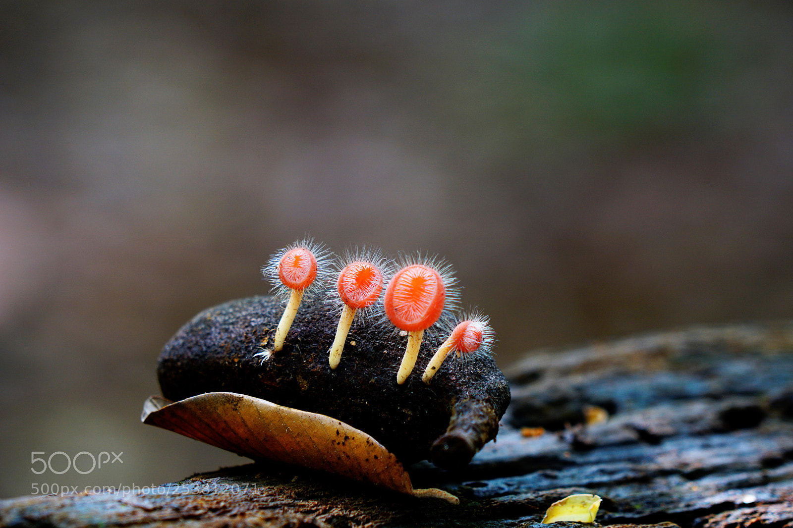 Sony a6000 sample photo. Cup fungus captured in photography