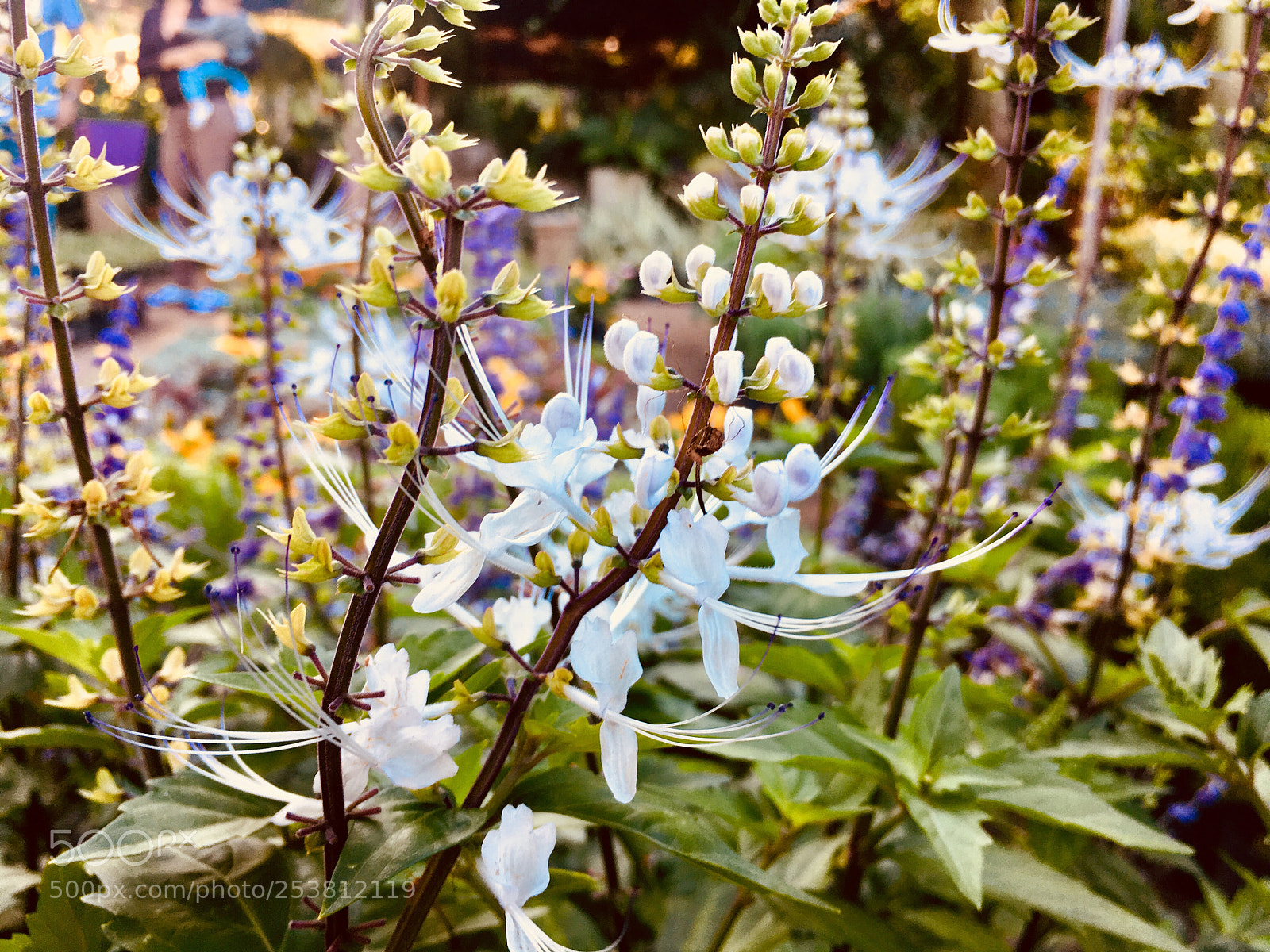 Apple iPhone 6s sample photo. Untitled photography