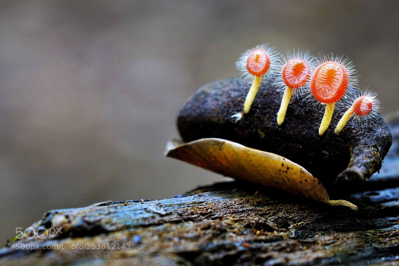 Sony a6000 sample photo. Cup fungus captured in photography