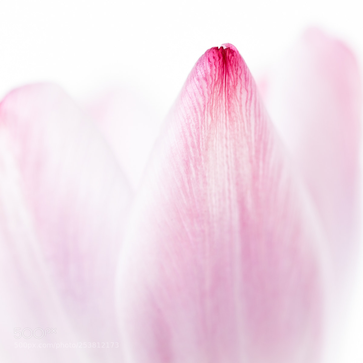 Canon EOS 5D Mark IV sample photo. Tulip petal photography