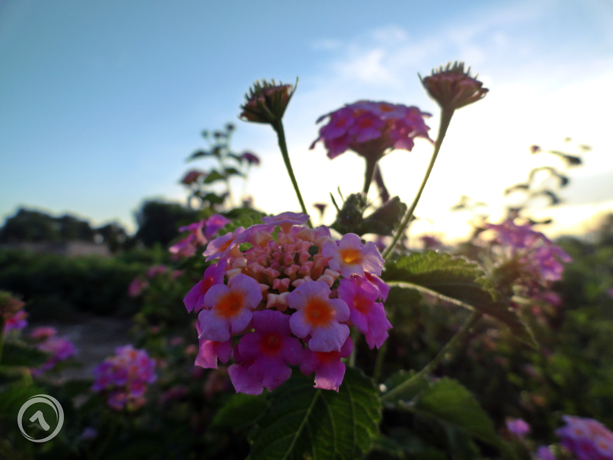 Sony Cyber-shot DSC-H70 sample photo. Dsc photography