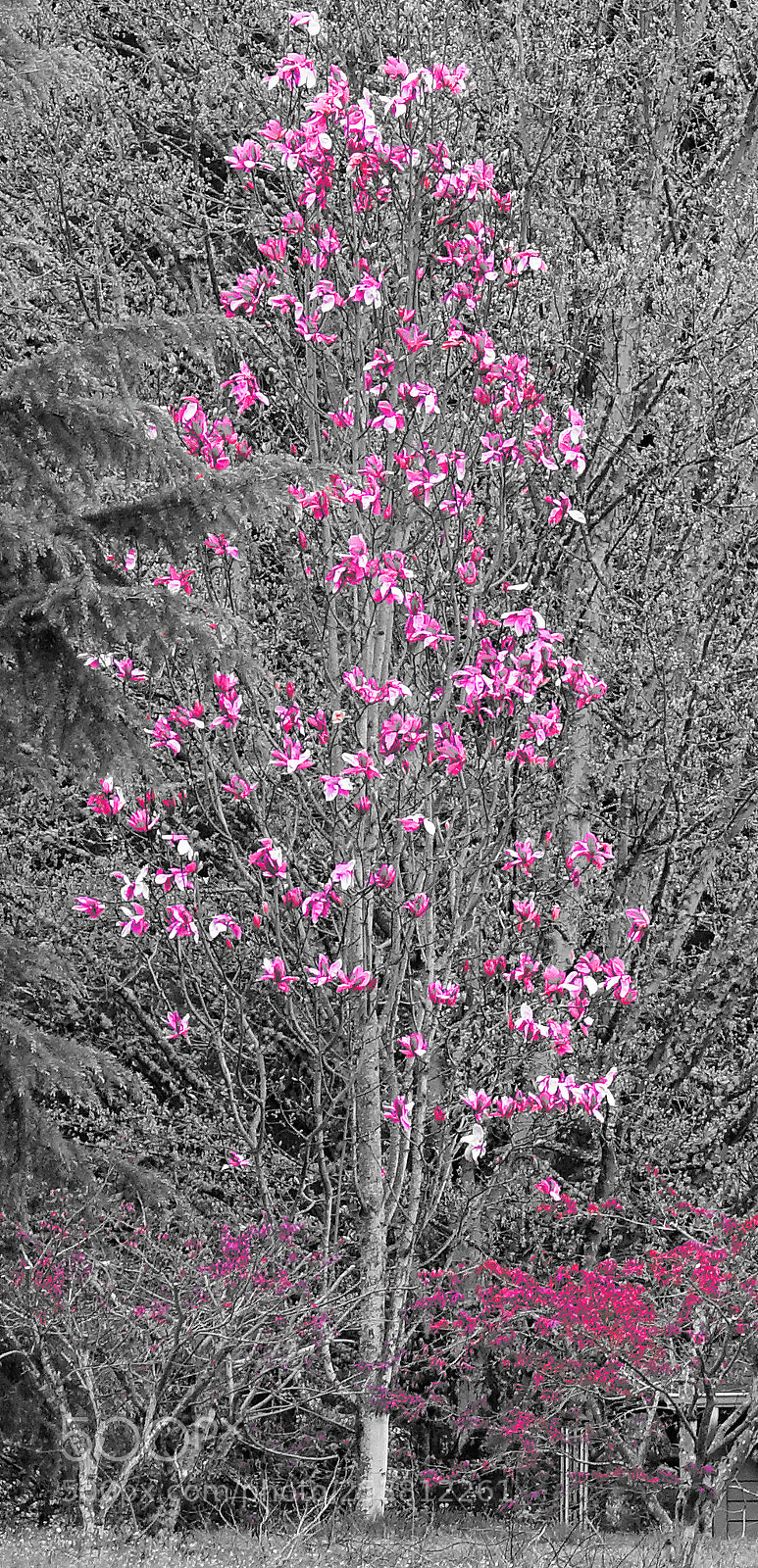 Sony Cyber-shot DSC-RX10 III sample photo. Magnolia photography