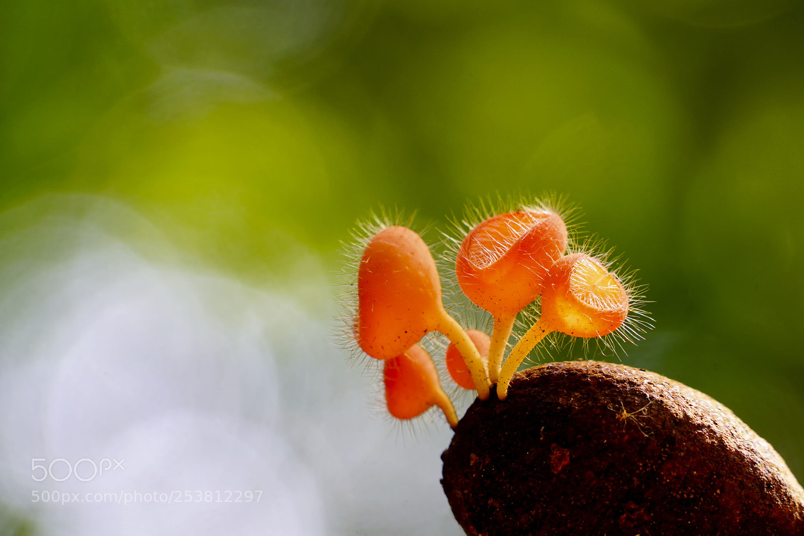 Sony a6000 sample photo. Cup fungus captured in photography