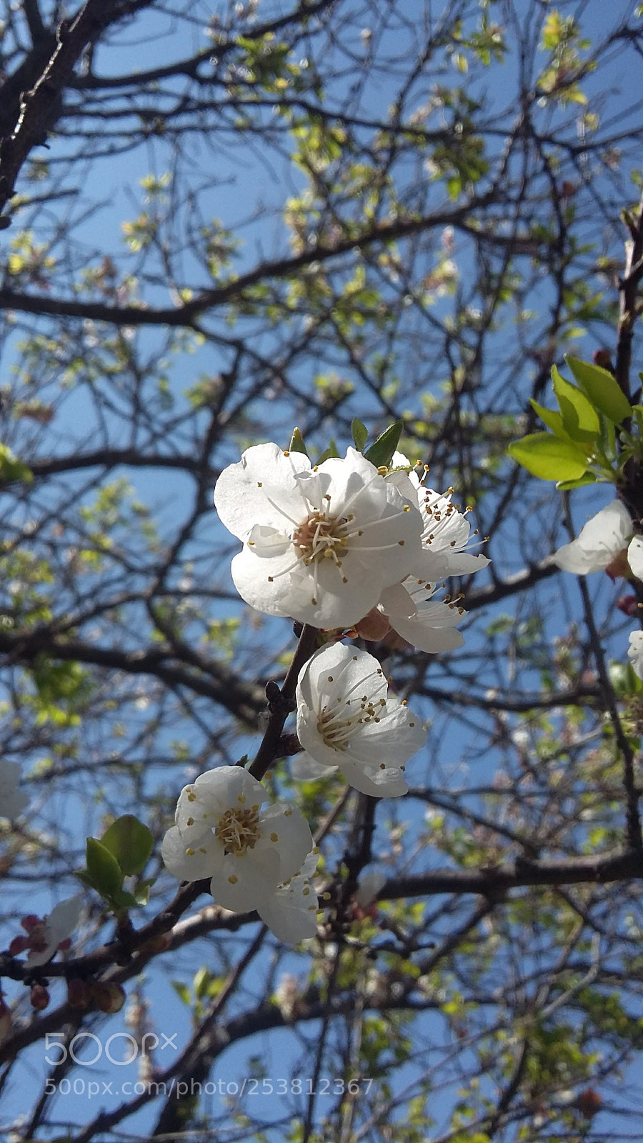 Samsung Galaxy Grand Prime sample photo. 20180304_142458.jpg photography