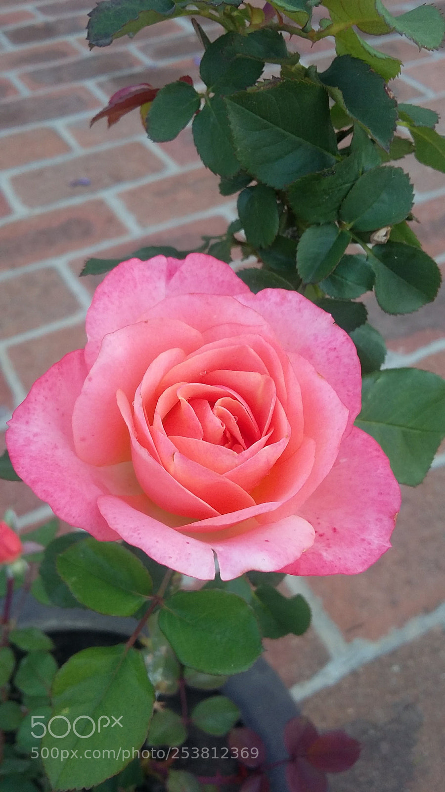 Samsung Galaxy Grand Prime sample photo. 20180409_090318.jpg photography