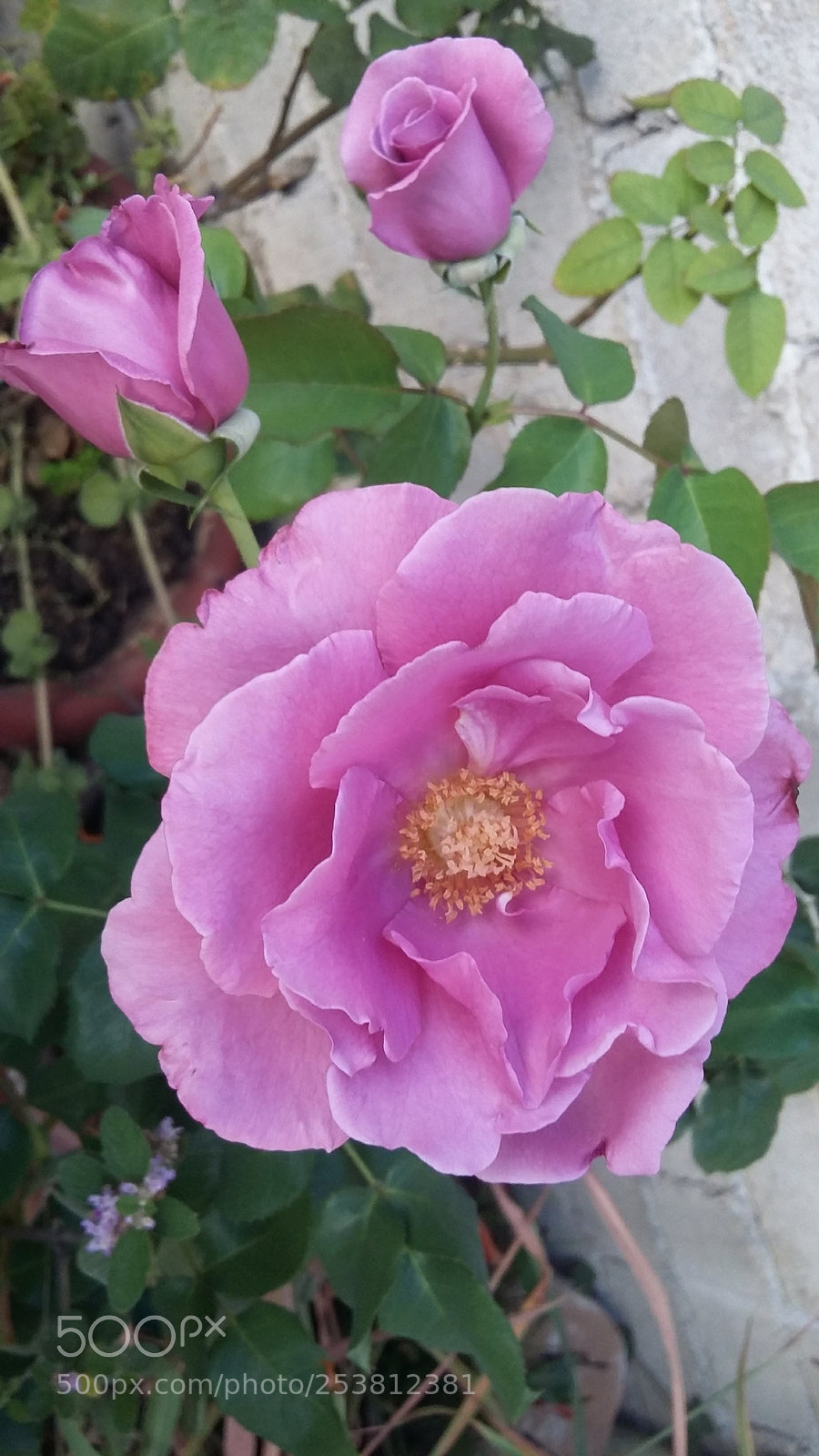 Samsung Galaxy Grand Prime sample photo. 20180415_185944.jpg photography