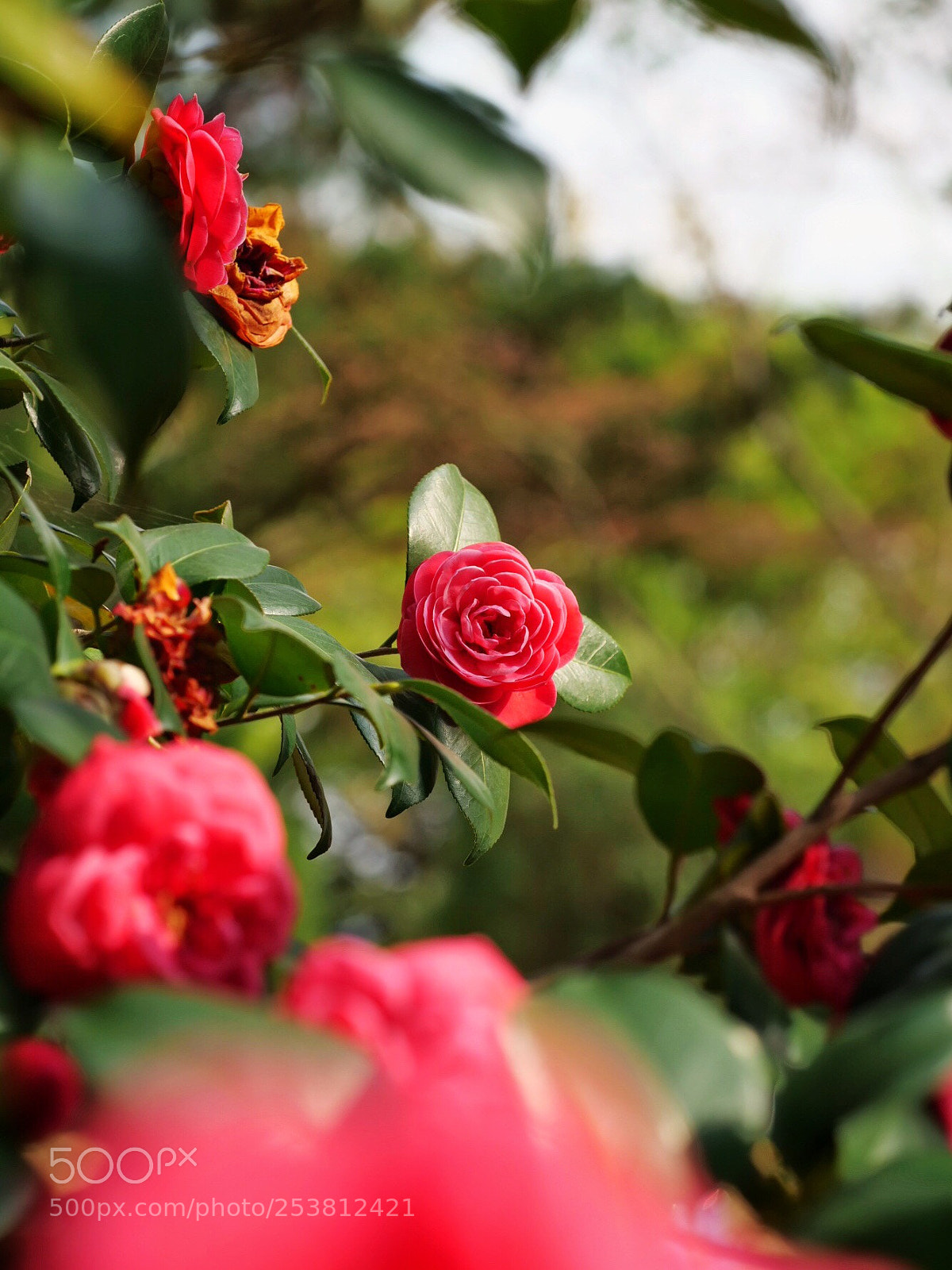 Panasonic Lumix DC-G9 sample photo. 동백꽃 photography
