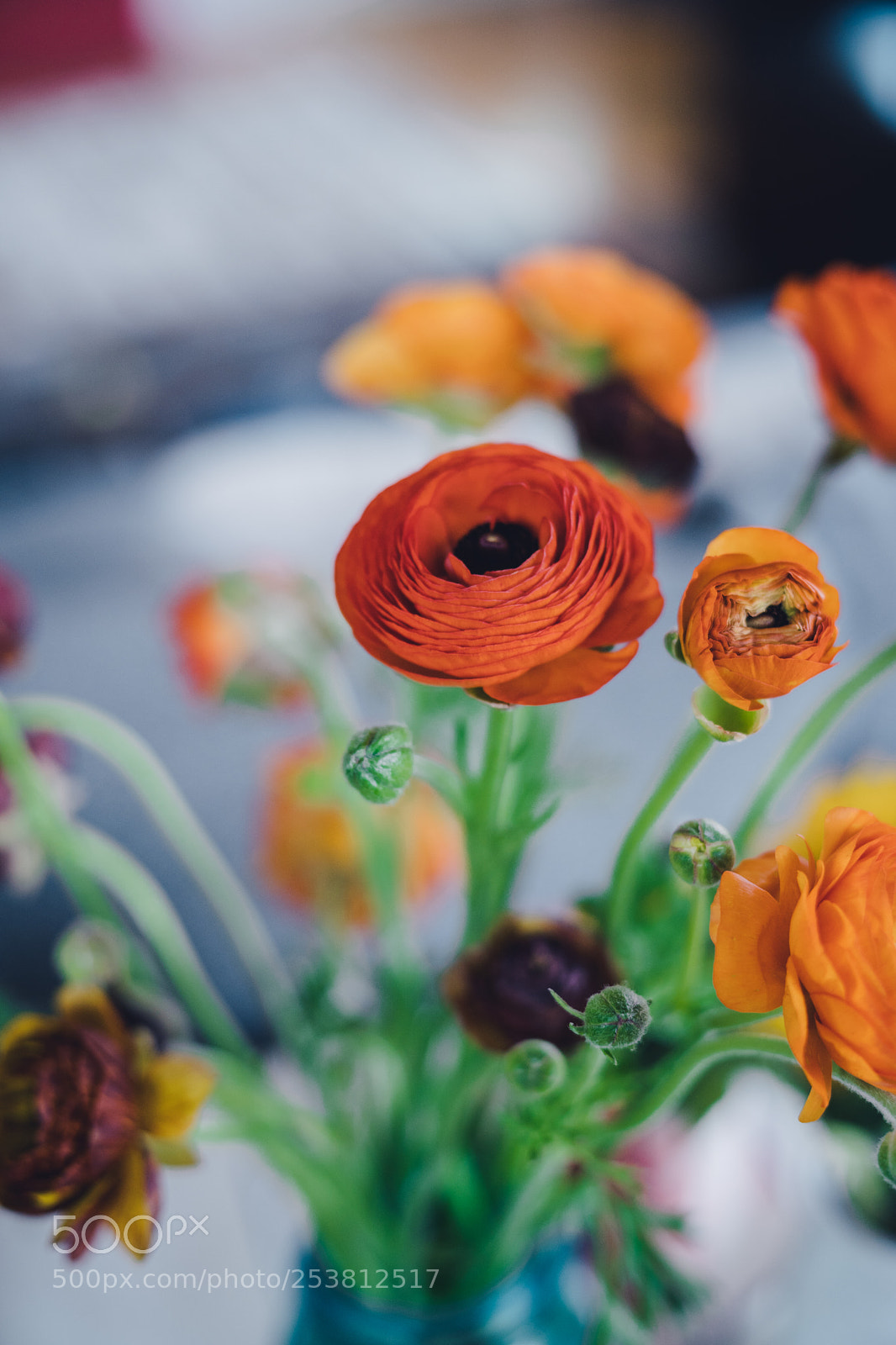 Sony a7 III sample photo. Flower with bokeh blur photography