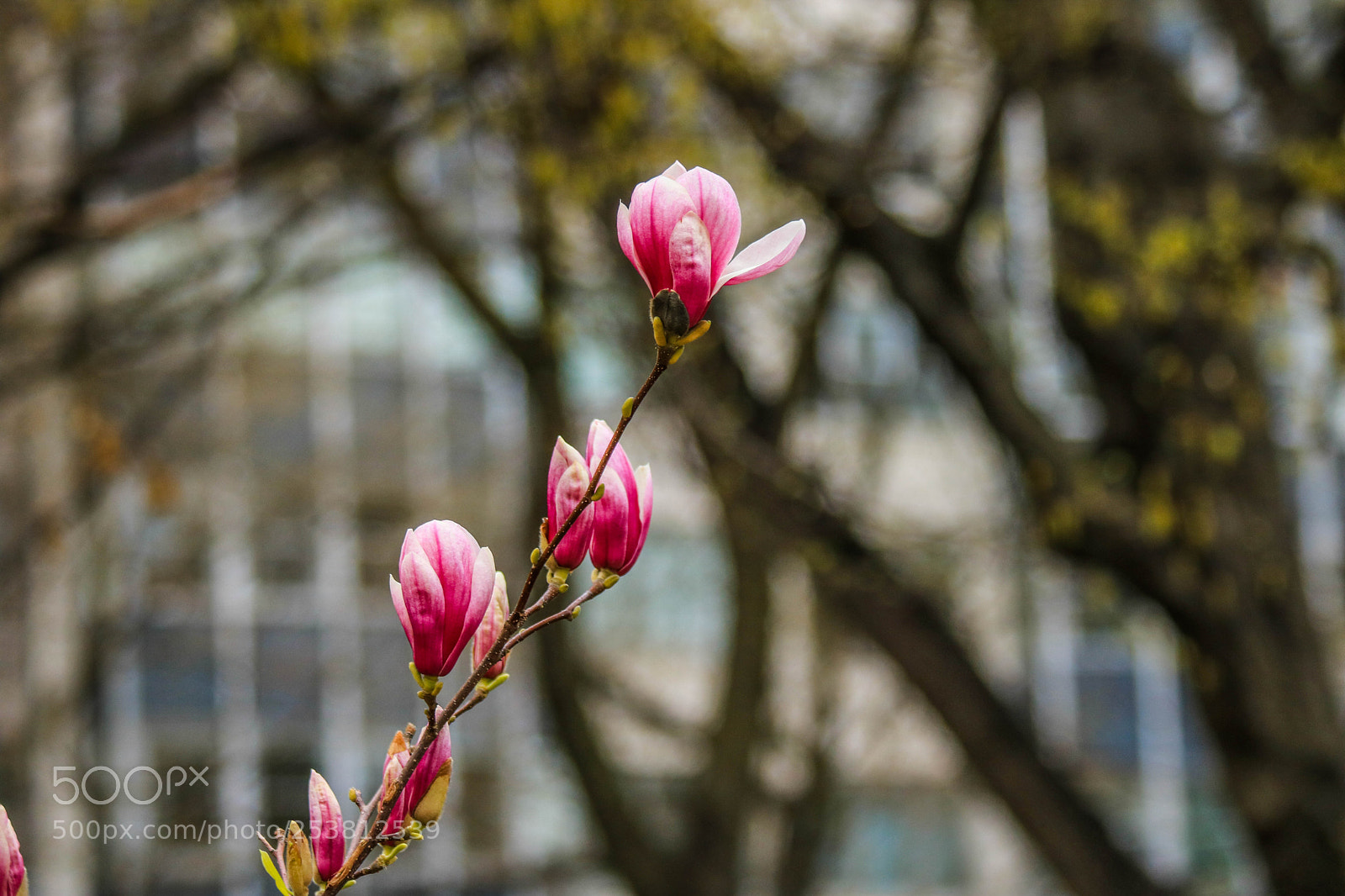 Canon EOS 750D (EOS Rebel T6i / EOS Kiss X8i) sample photo. Img photography