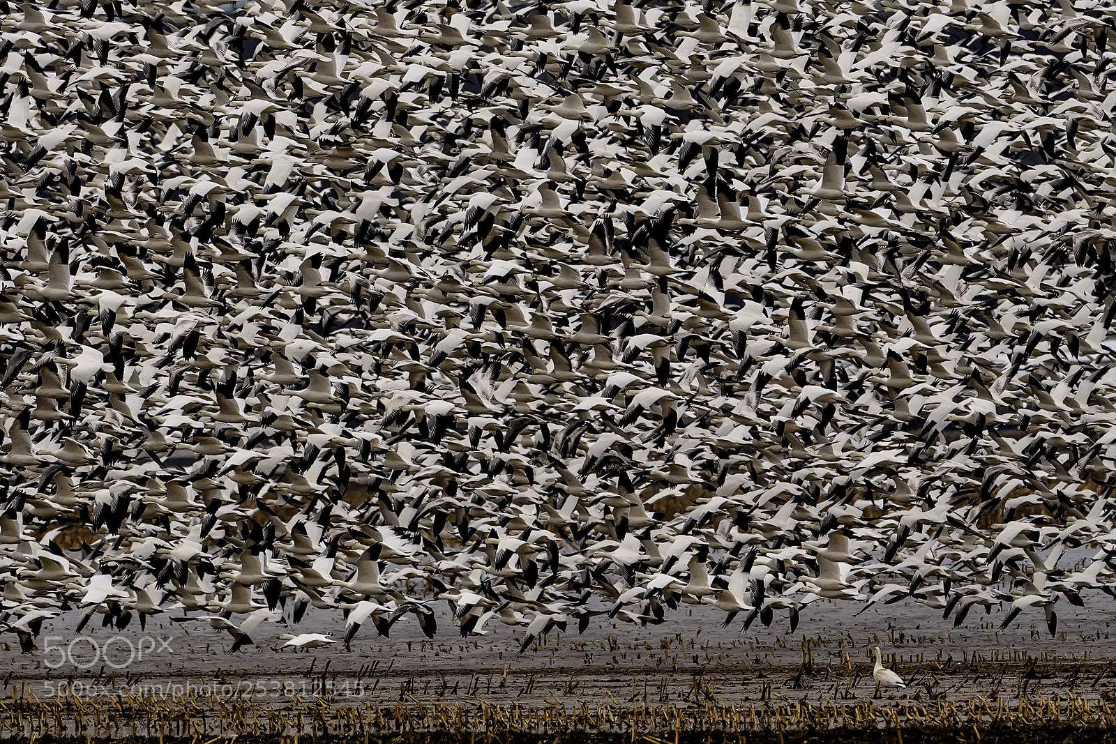 Nikon D850 sample photo. Snow geese flight photography