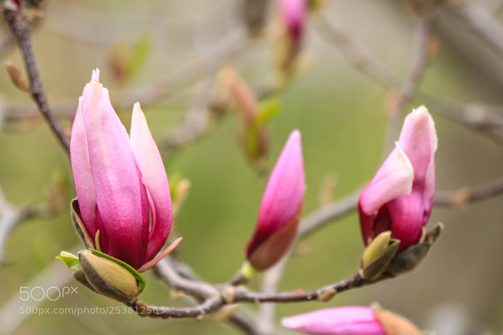 Canon EOS 750D (EOS Rebel T6i / EOS Kiss X8i) sample photo. Img photography