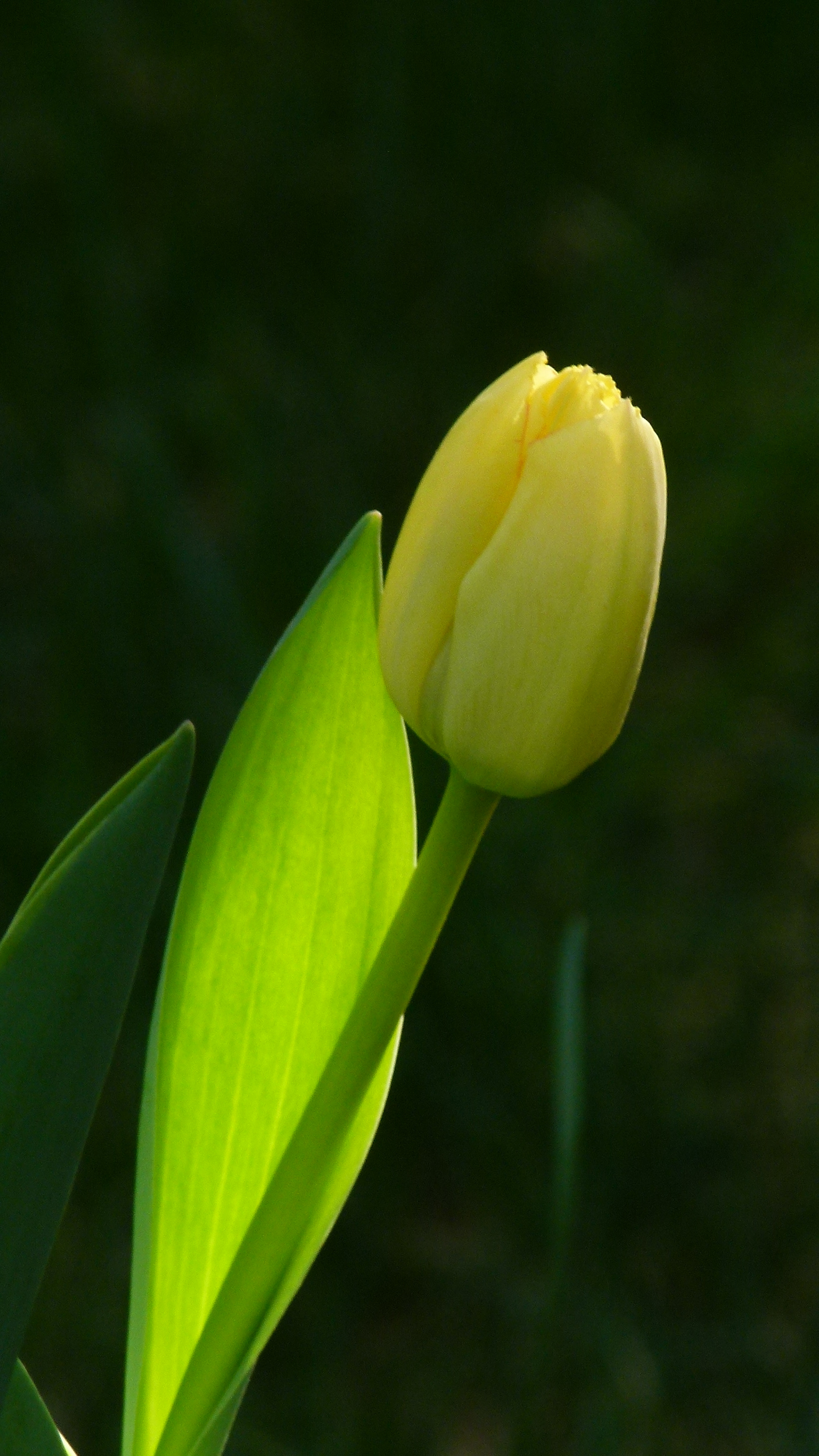 Leica V-Lux 2 sample photo