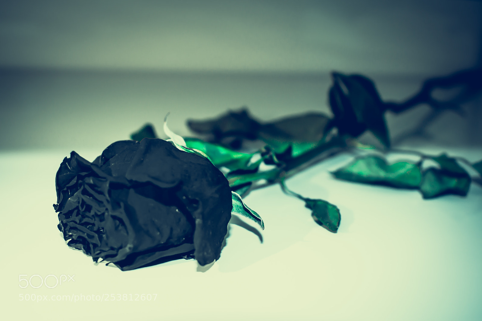 Nikon D3400 sample photo. Rose<>black photography