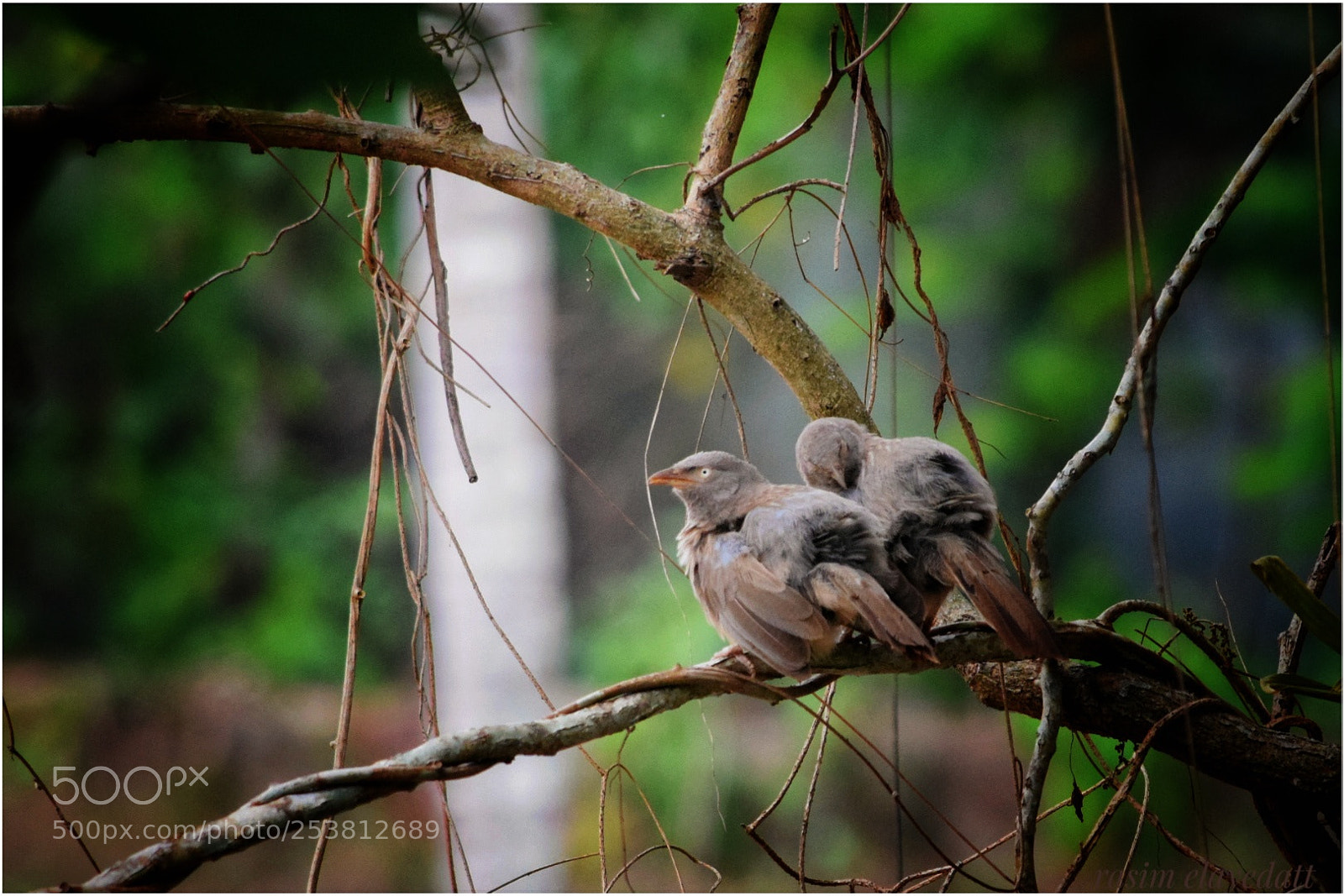 Nikon D5300 sample photo. Babblers.. photography