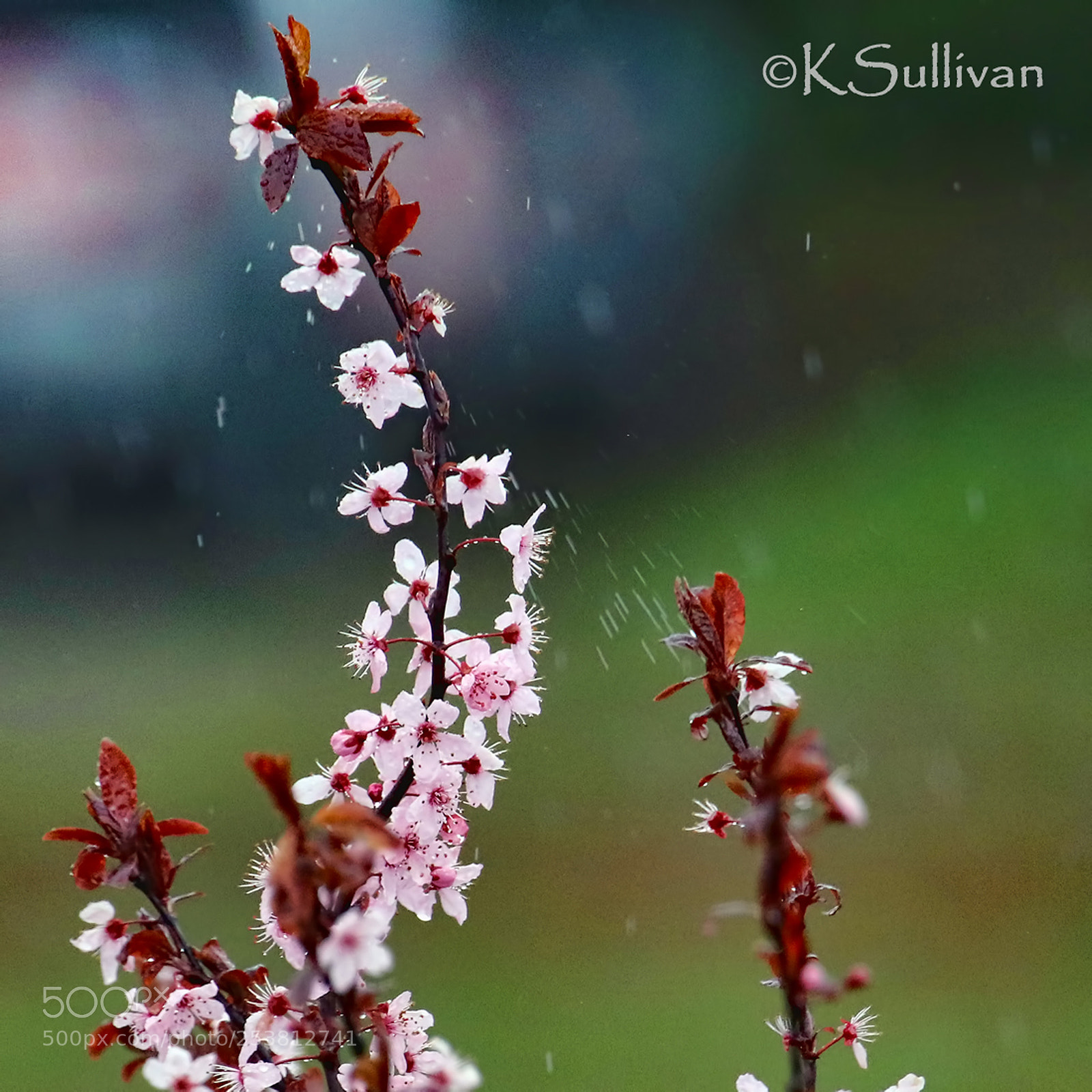 Canon EOS 77D (EOS 9000D / EOS 770D) sample photo. Cherry blossoms in the photography