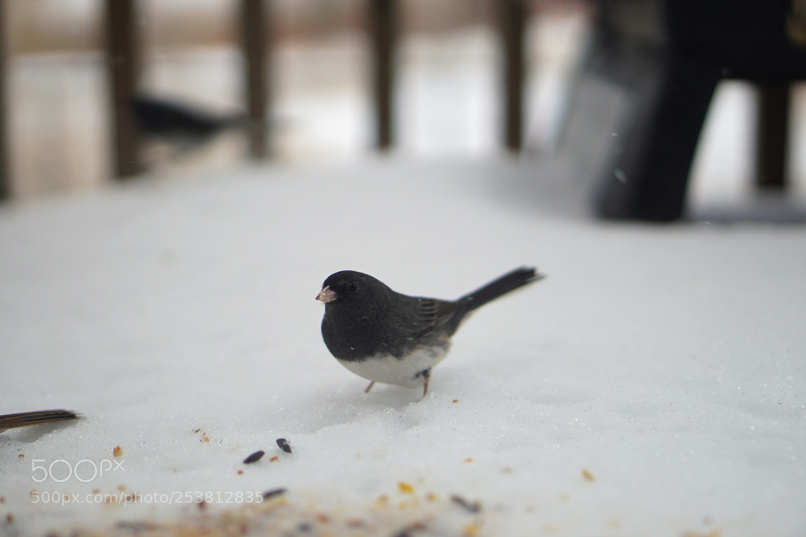 Sony a6000 sample photo. Junco photography