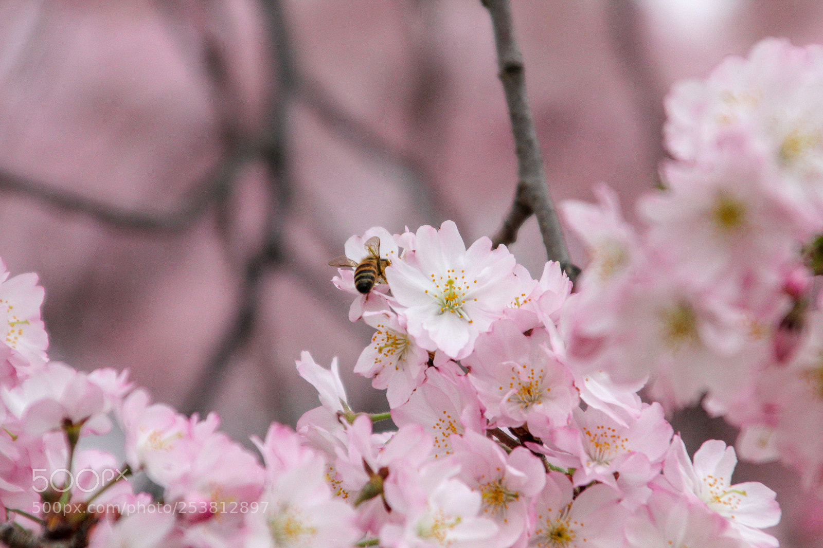 Canon EOS 550D (EOS Rebel T2i / EOS Kiss X4) sample photo. Bee on tree photography