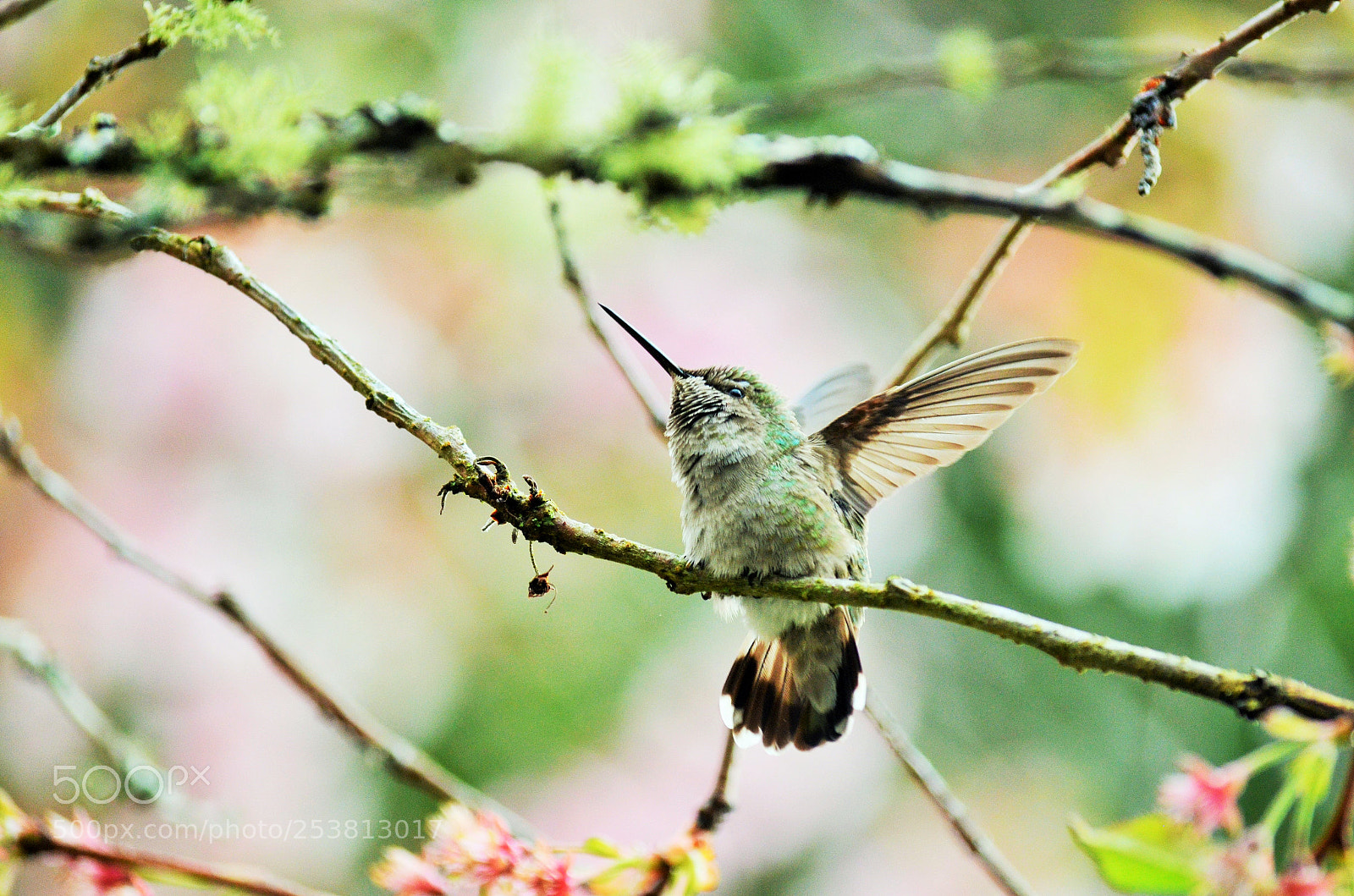 Nikon D7000 sample photo. Hummingbirds of spring photography