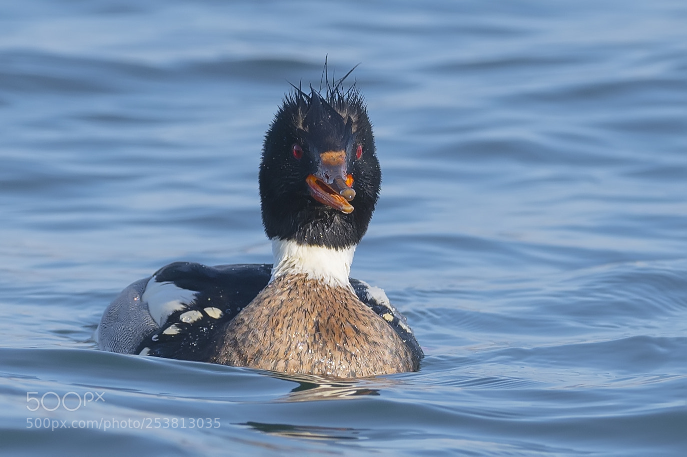 Nikon D850 sample photo. Red breasted merganser photography