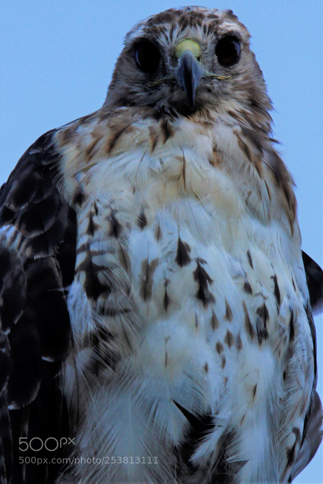 Canon EOS 60D sample photo. Rt hawk photography