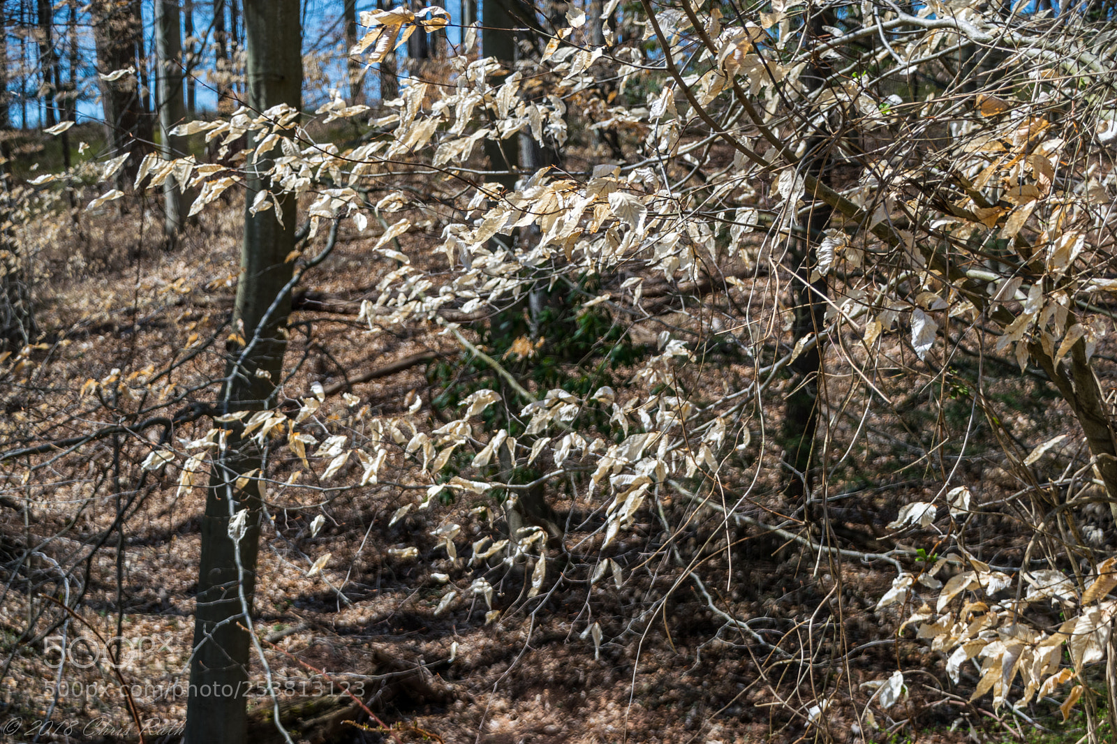 Nikon D5300 sample photo. Natirar photography