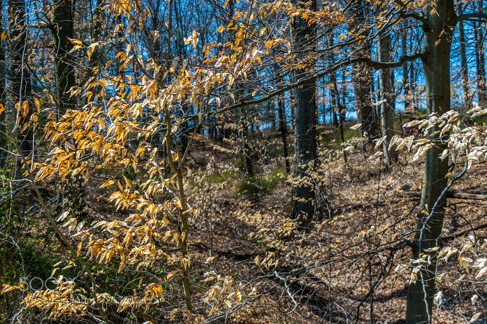 Nikon D5300 sample photo. Natirar photography