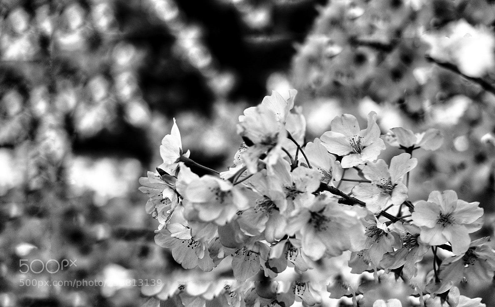 Canon EOS 80D sample photo. Untitled photography