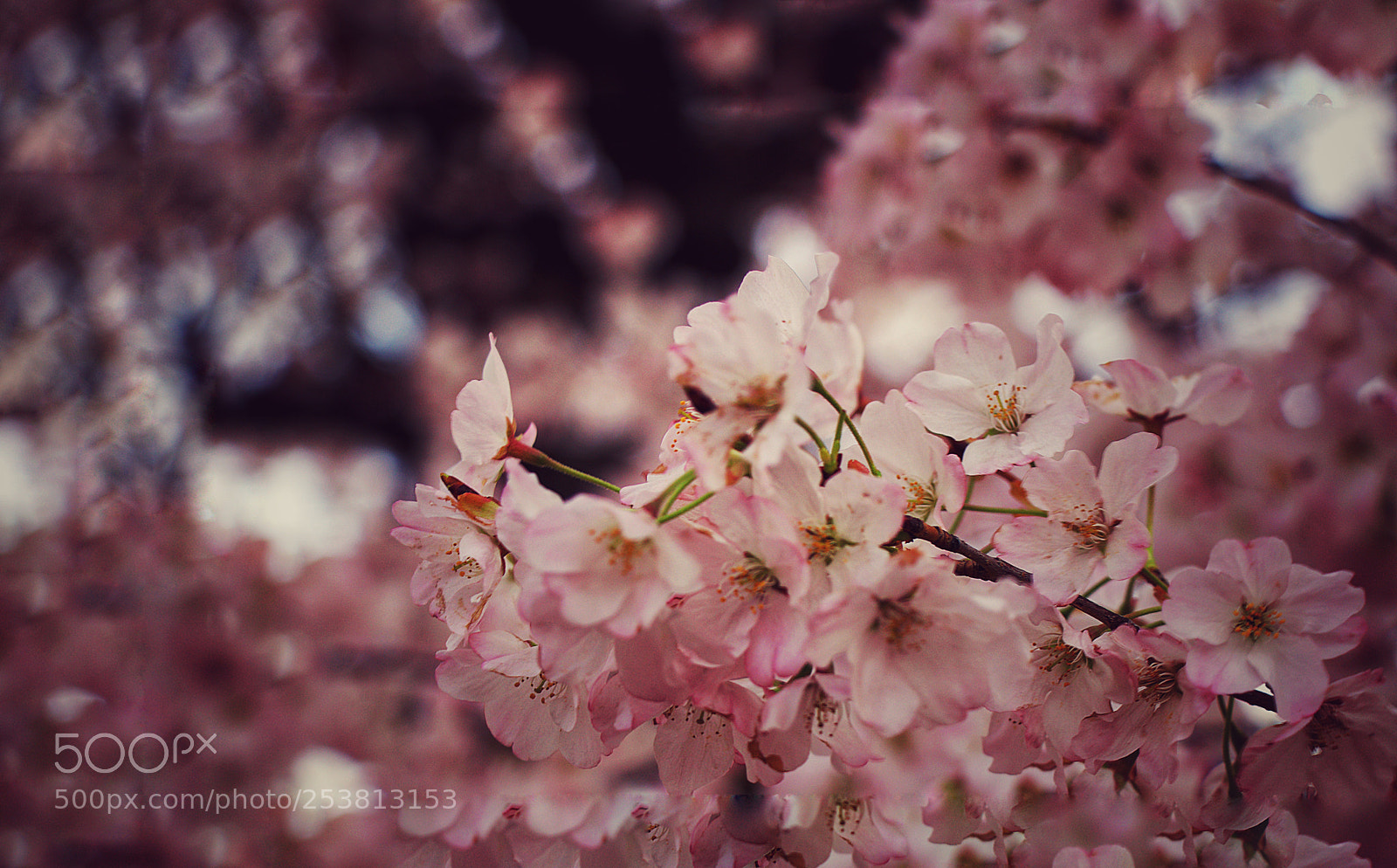 Canon EOS 80D sample photo. Untitled photography