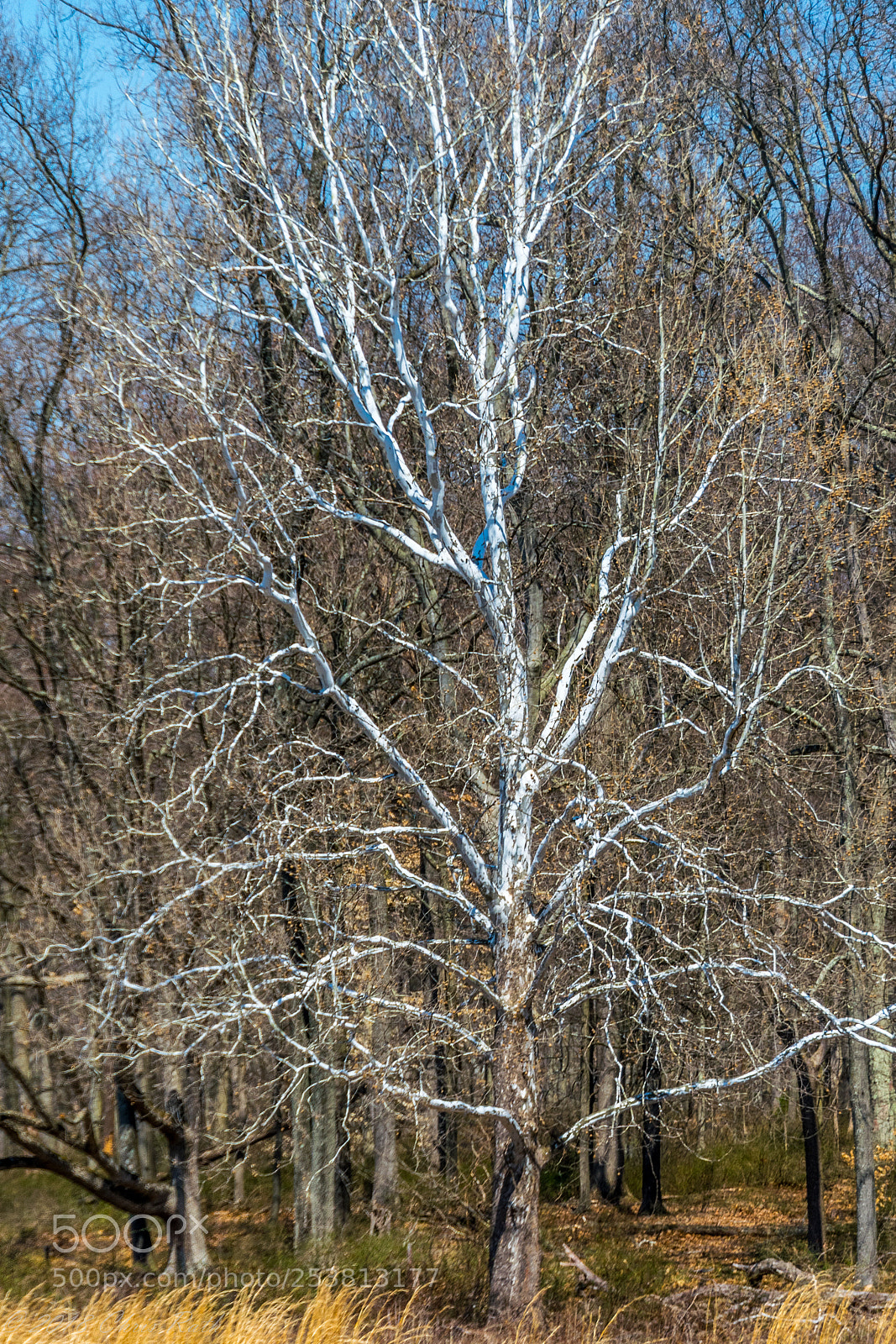 Nikon D5300 sample photo. Natirar photography