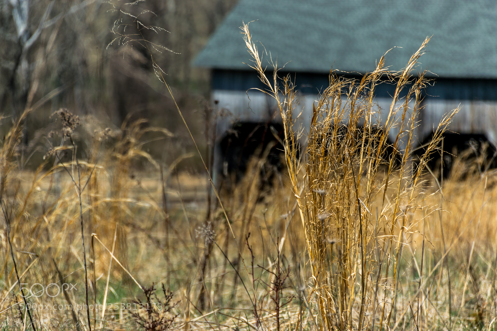Nikon D5300 sample photo. Natirar photography