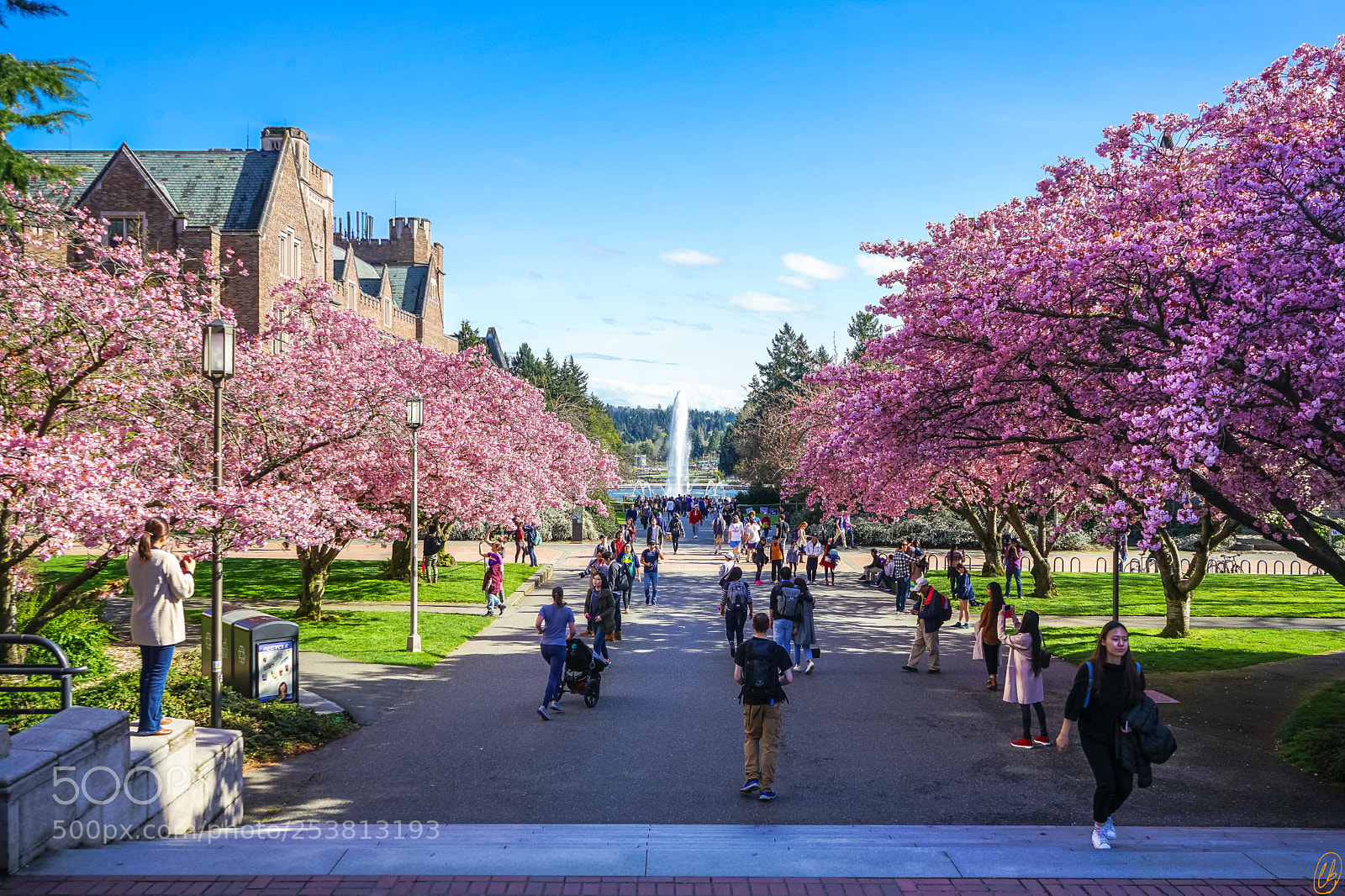 Sony a7 II sample photo. Cherry trees at uw photography