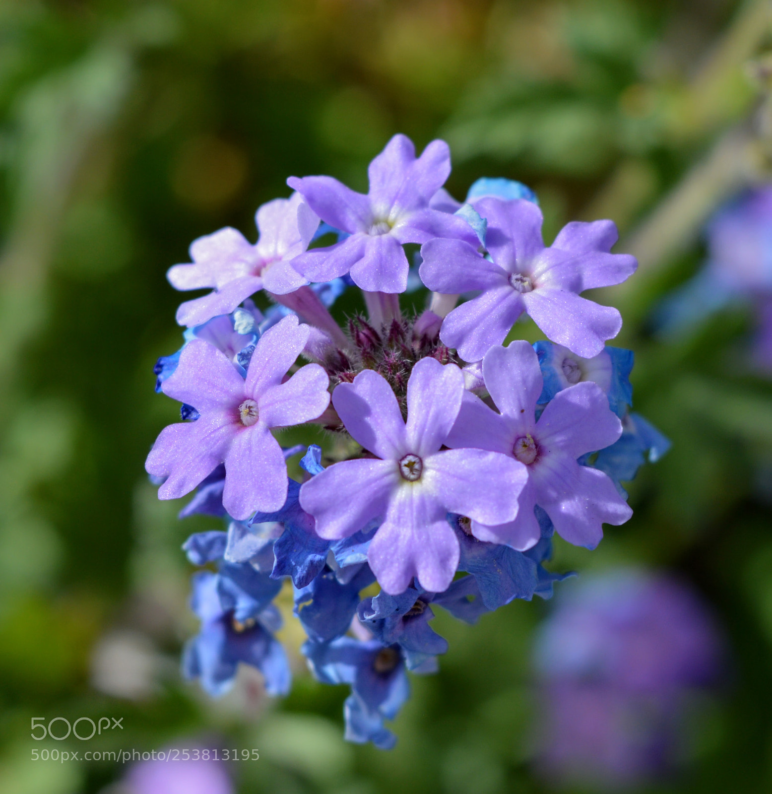 Nikon D3200 sample photo. Flower photography