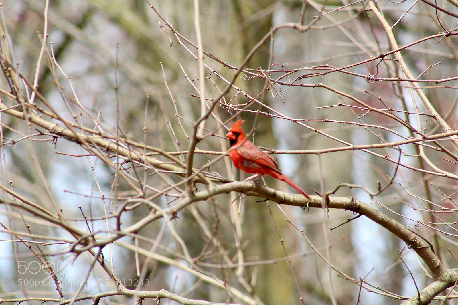 Canon EOS 1300D (EOS Rebel T6 / EOS Kiss X80) sample photo. Red cardinal  photography