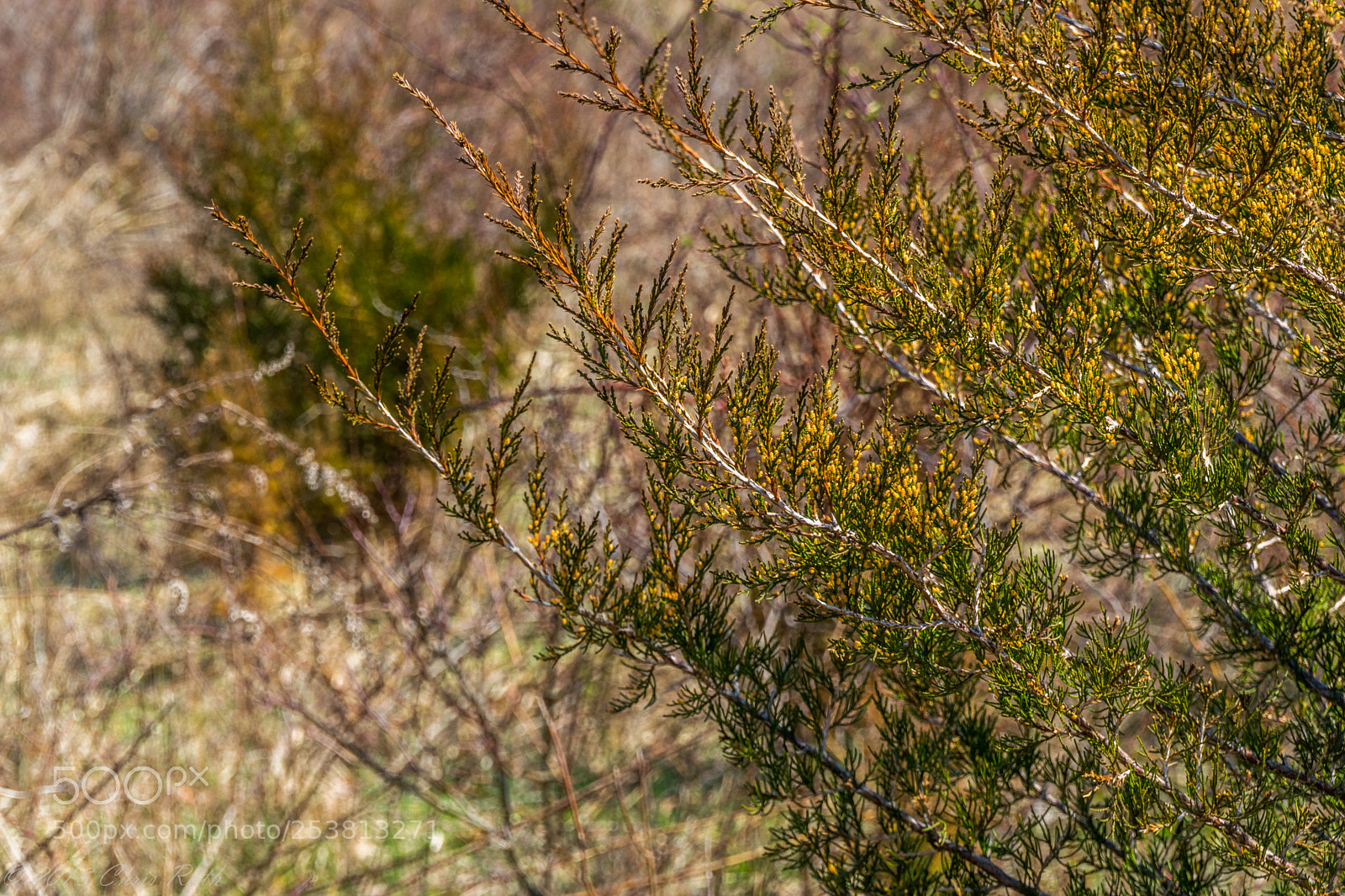 Nikon D5300 sample photo. Natirar photography
