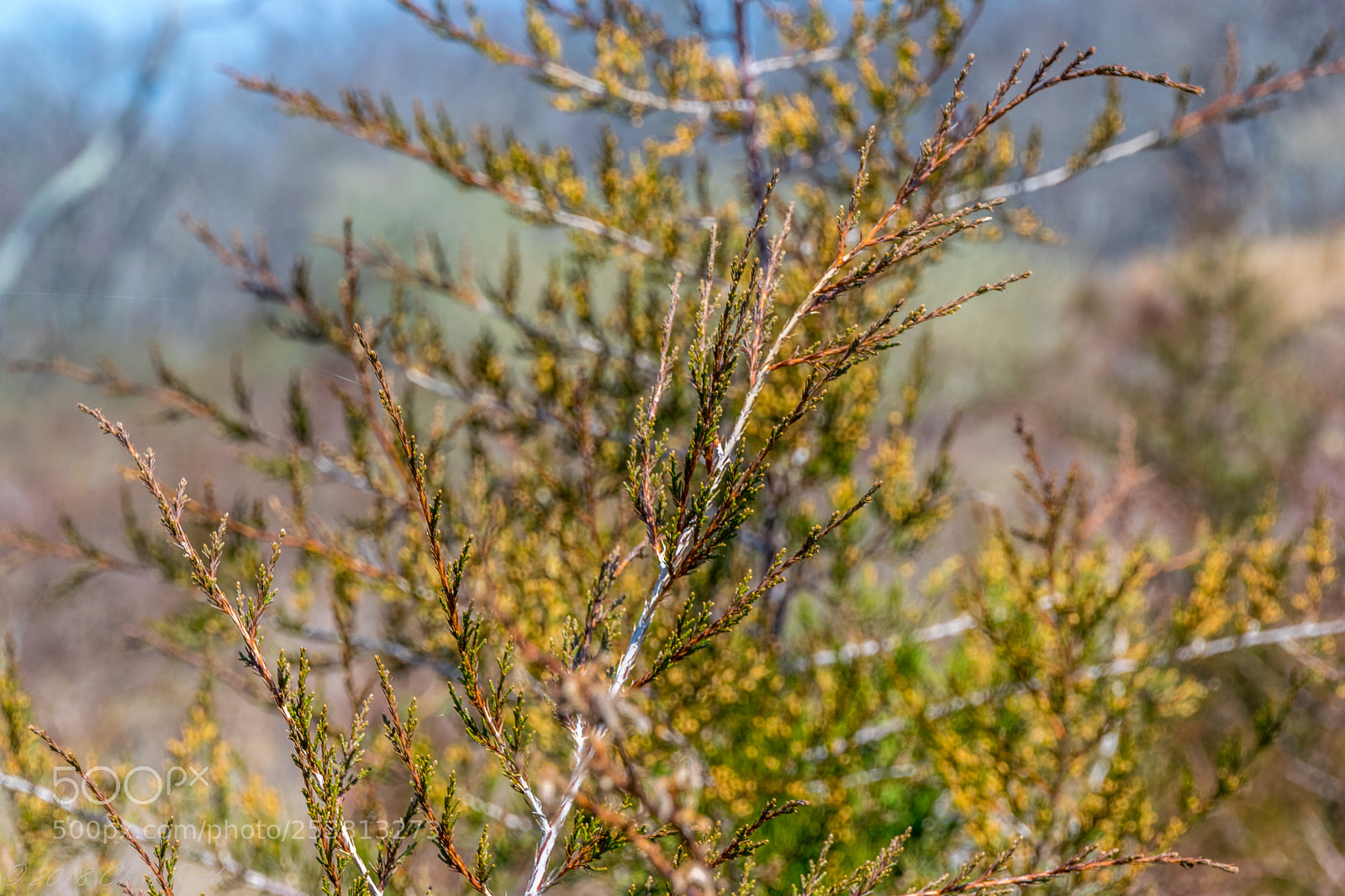 Nikon D5300 sample photo. Natirar photography