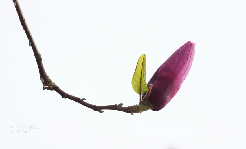 Sony SLT-A77 sample photo. Spring hook photography